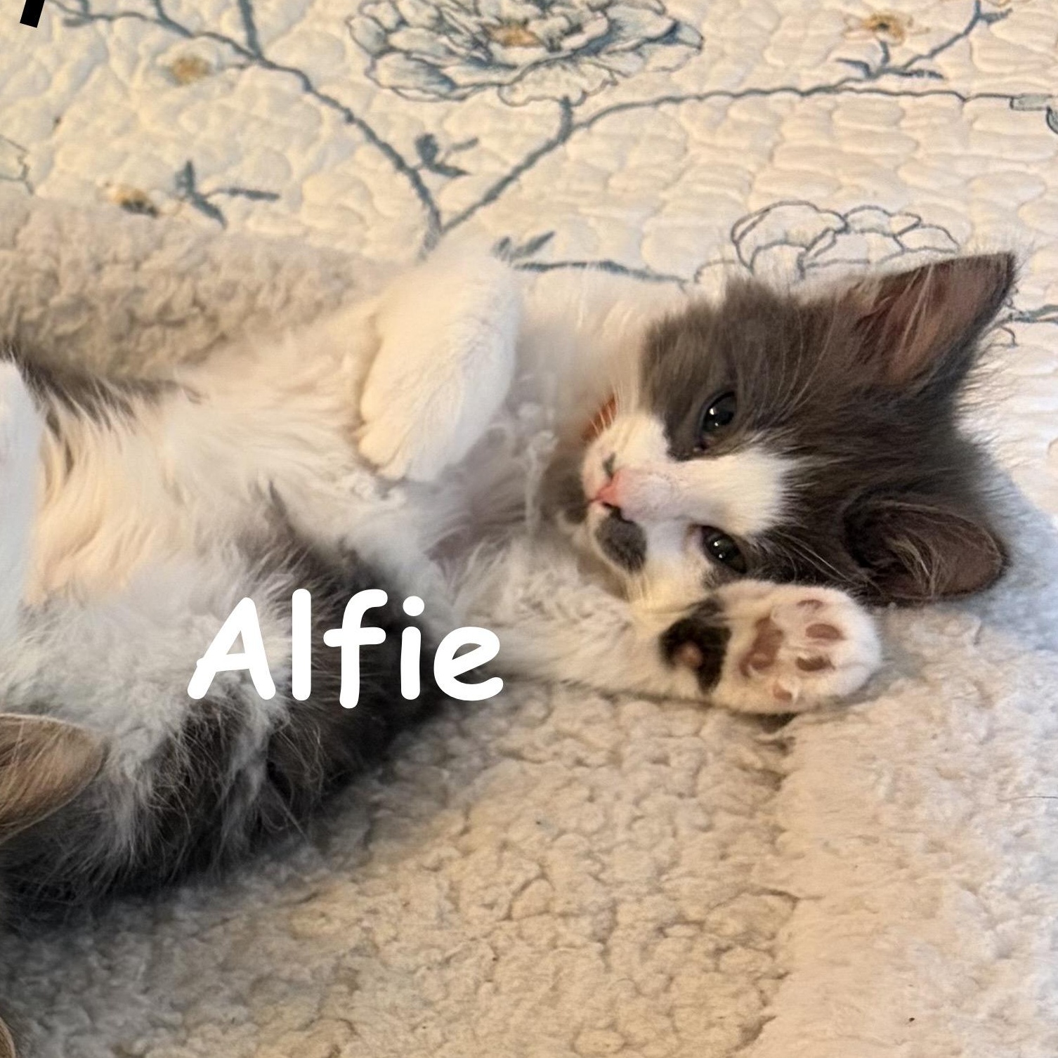 Enlarge Alfie, a Adopted Domestic Long Hair in Houghton Lake, MI image 3/3