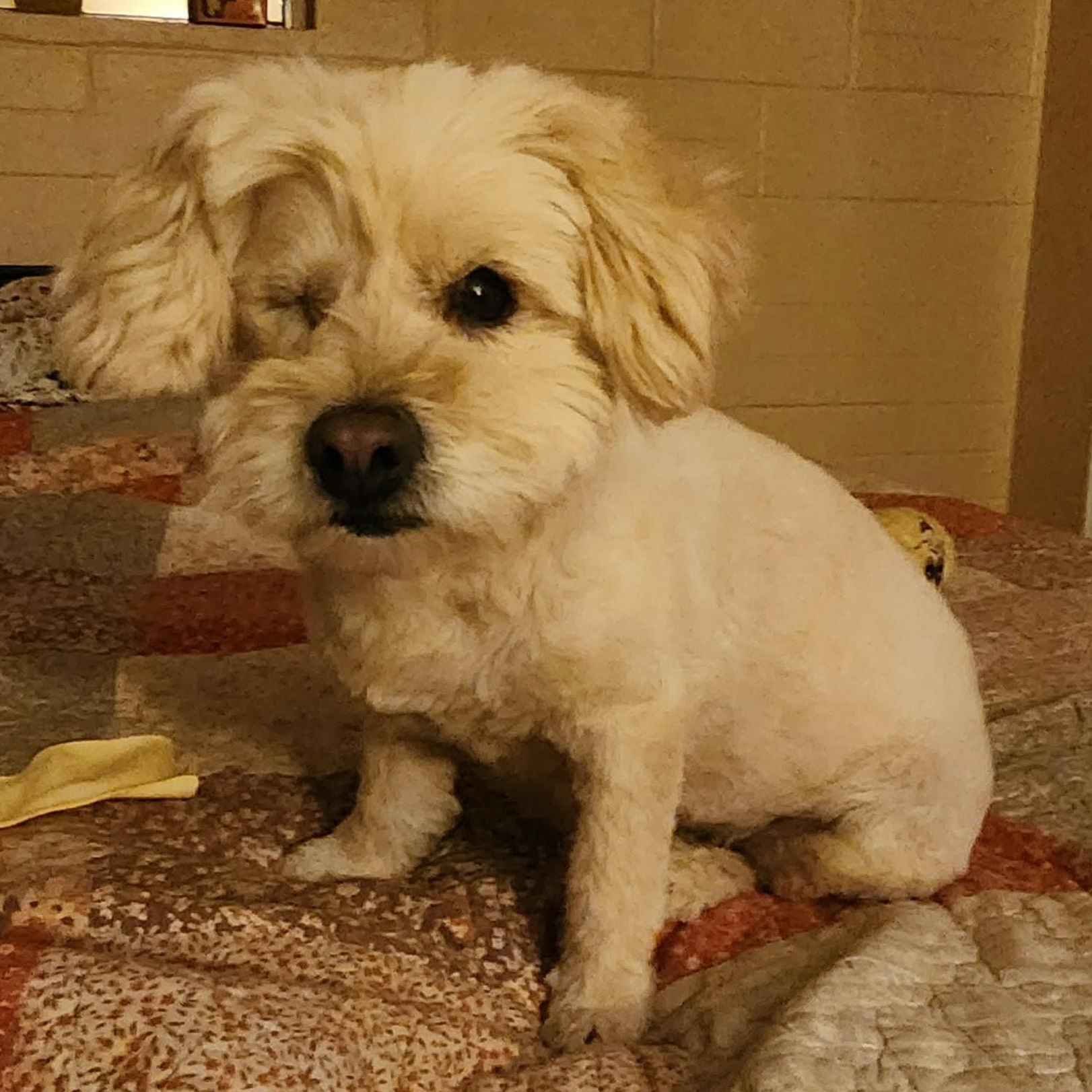 Enlarge TINKERBELL, an adopted mixed breed in Marana, AZ image 2/4