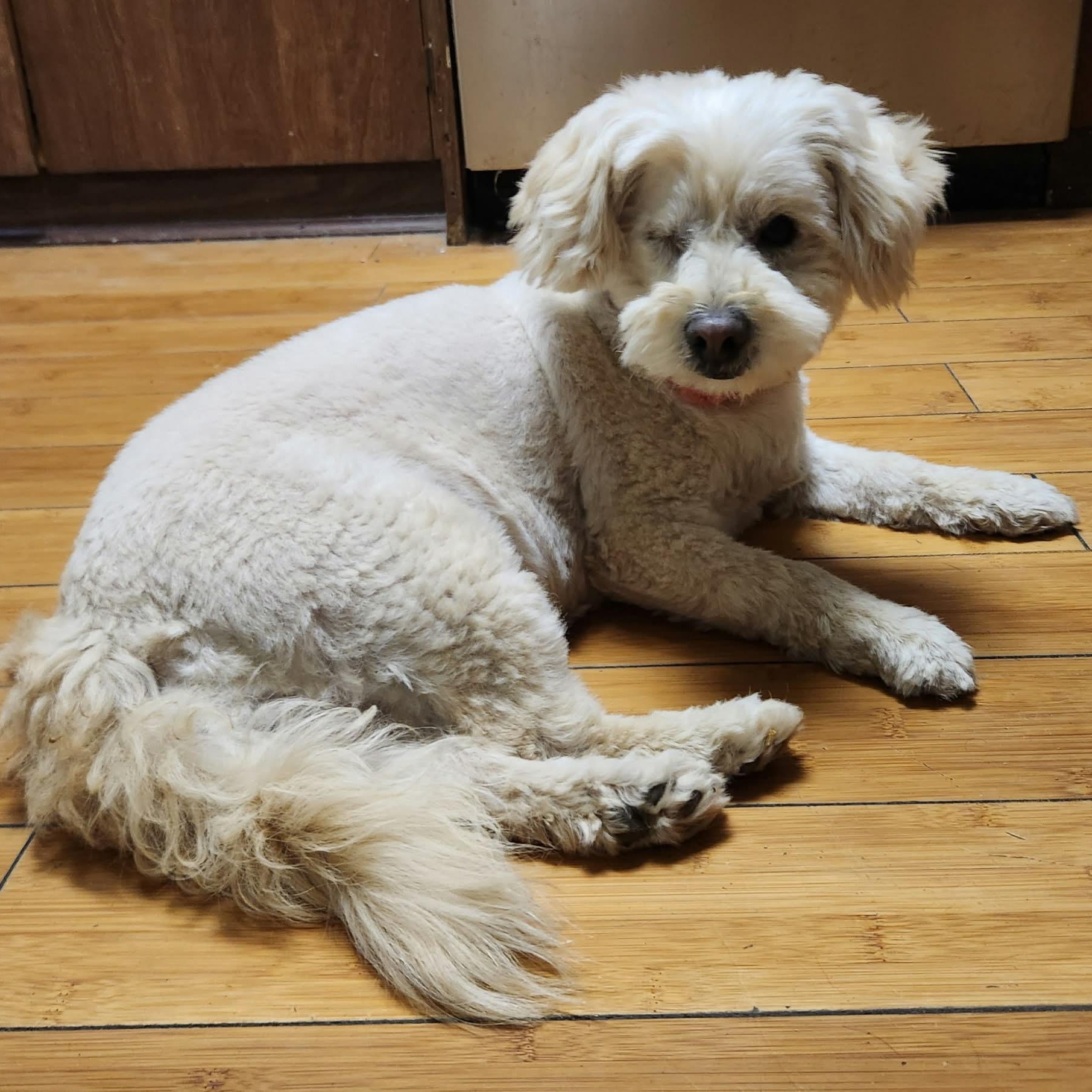 Enlarge TINKERBELL, an adopted mixed breed in Marana, AZ image 3/4