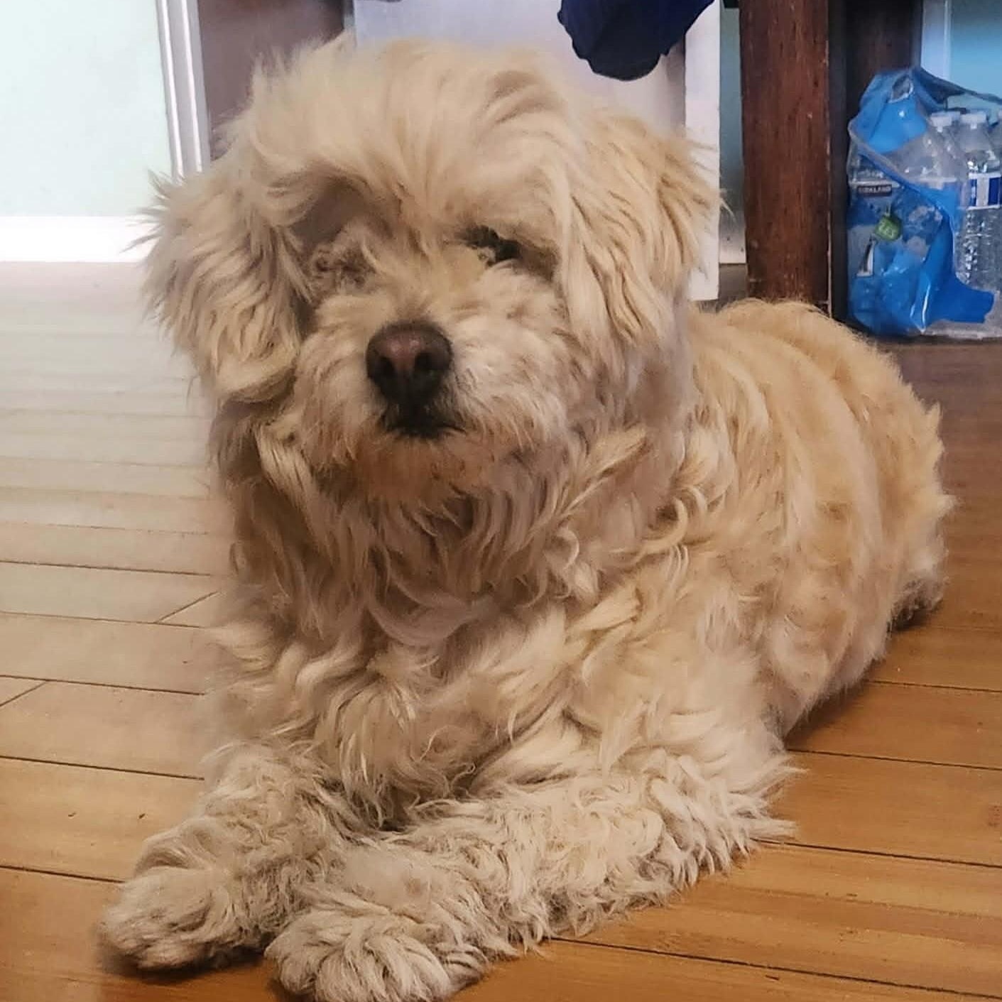 Enlarge TINKERBELL, an adopted mixed breed in Marana, AZ image 4/4