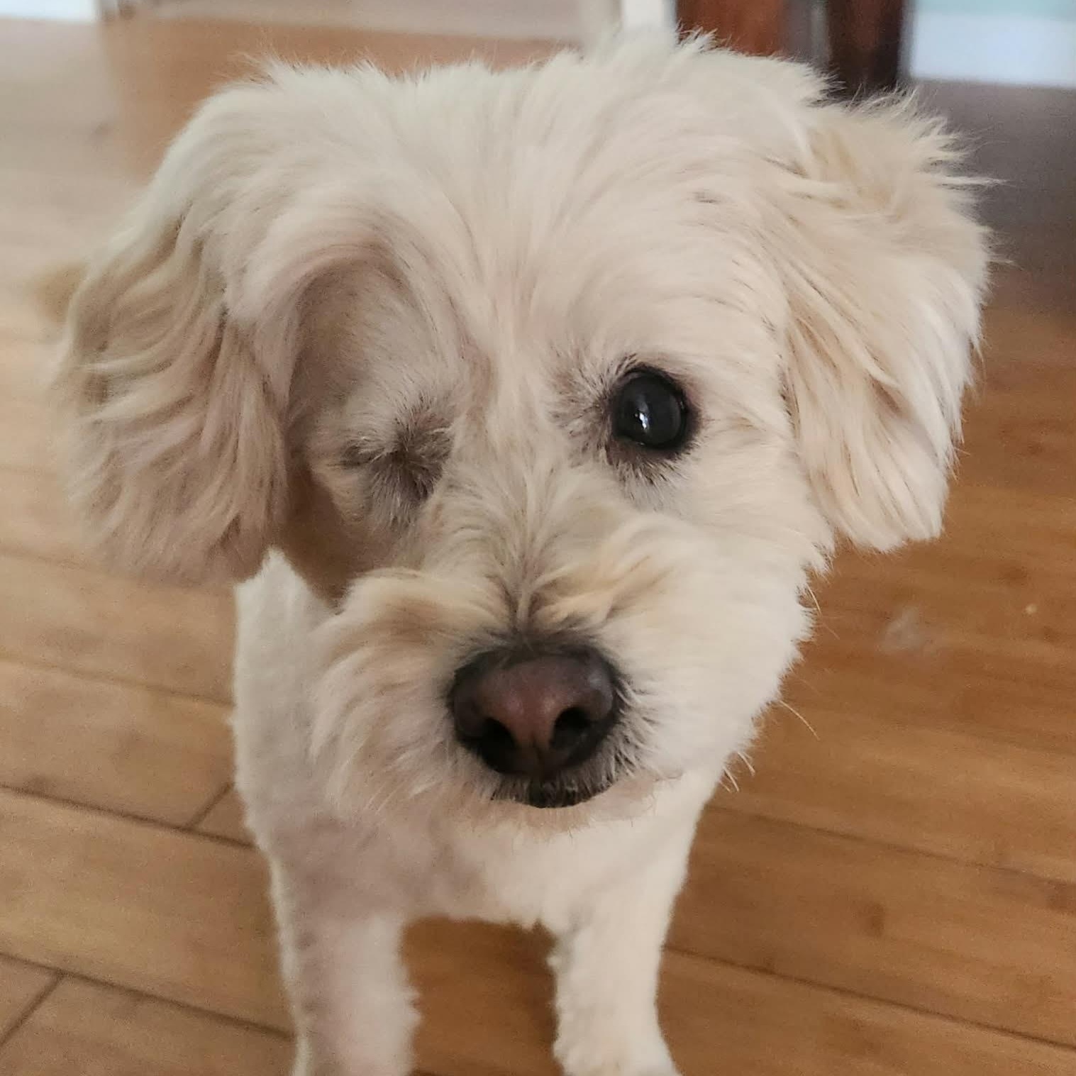 TINKERBELL, adopted, Senior Female West Highland White Terrier / Westie & Maltese.