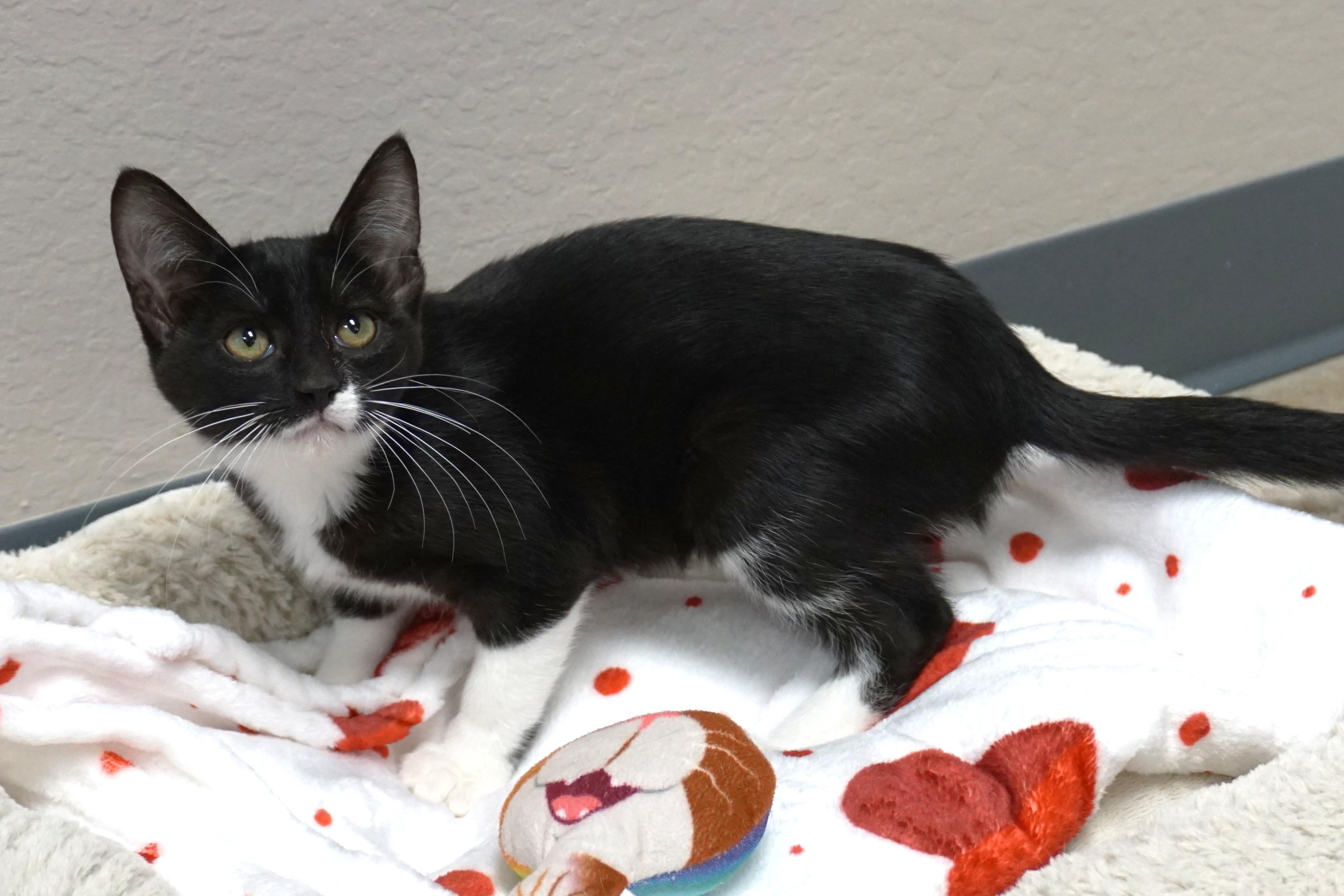 Enlarge Baekey, a ADOPTABLE Domestic Short Hair in Fountain Hills, AZ image 2/3