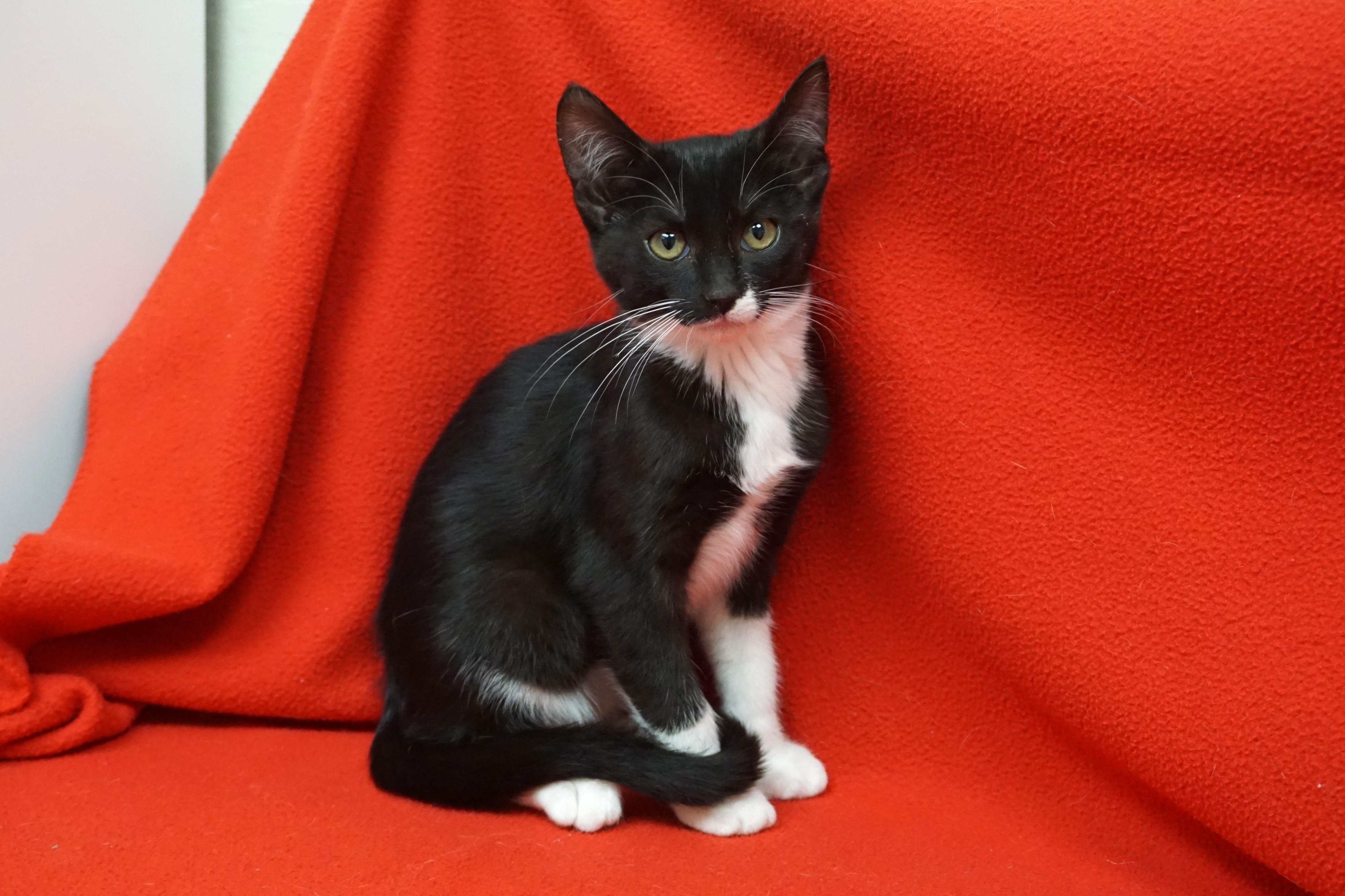 Enlarge Baekey, a ADOPTABLE Domestic Short Hair in Fountain Hills, AZ image 3/3