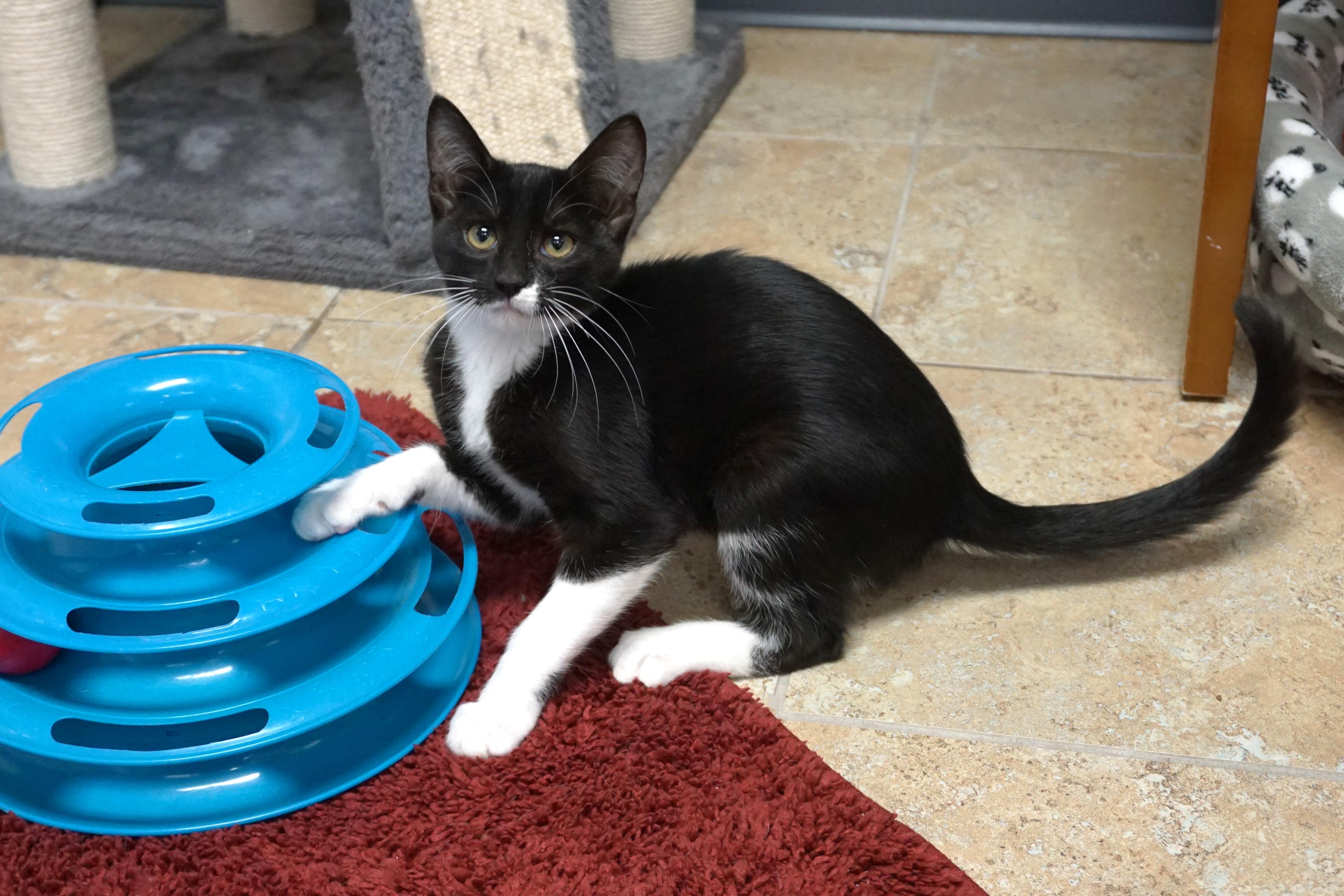 Baekey, ADOPTABLE, Kitten Female Domestic Short Hair.