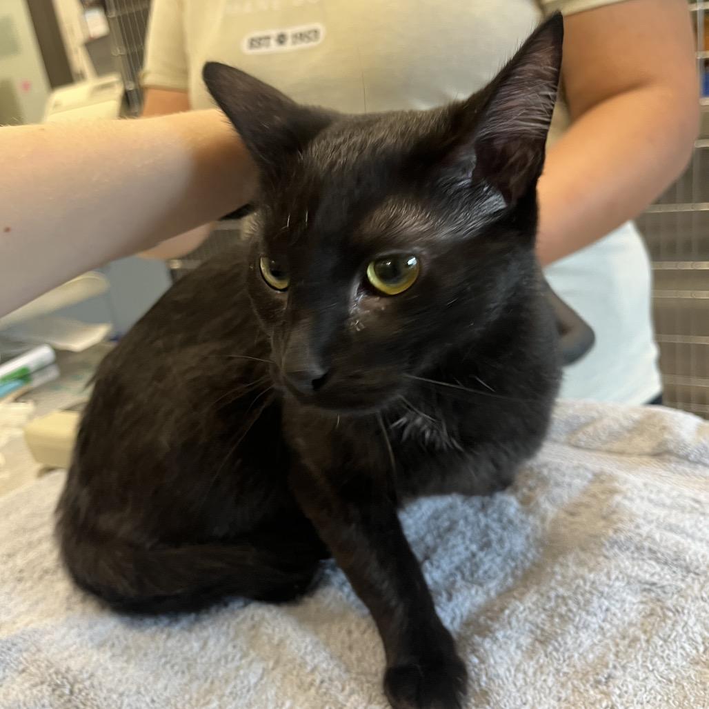 Pumpkin Patch, Adoptable, Adult Female Domestic Short Hair.