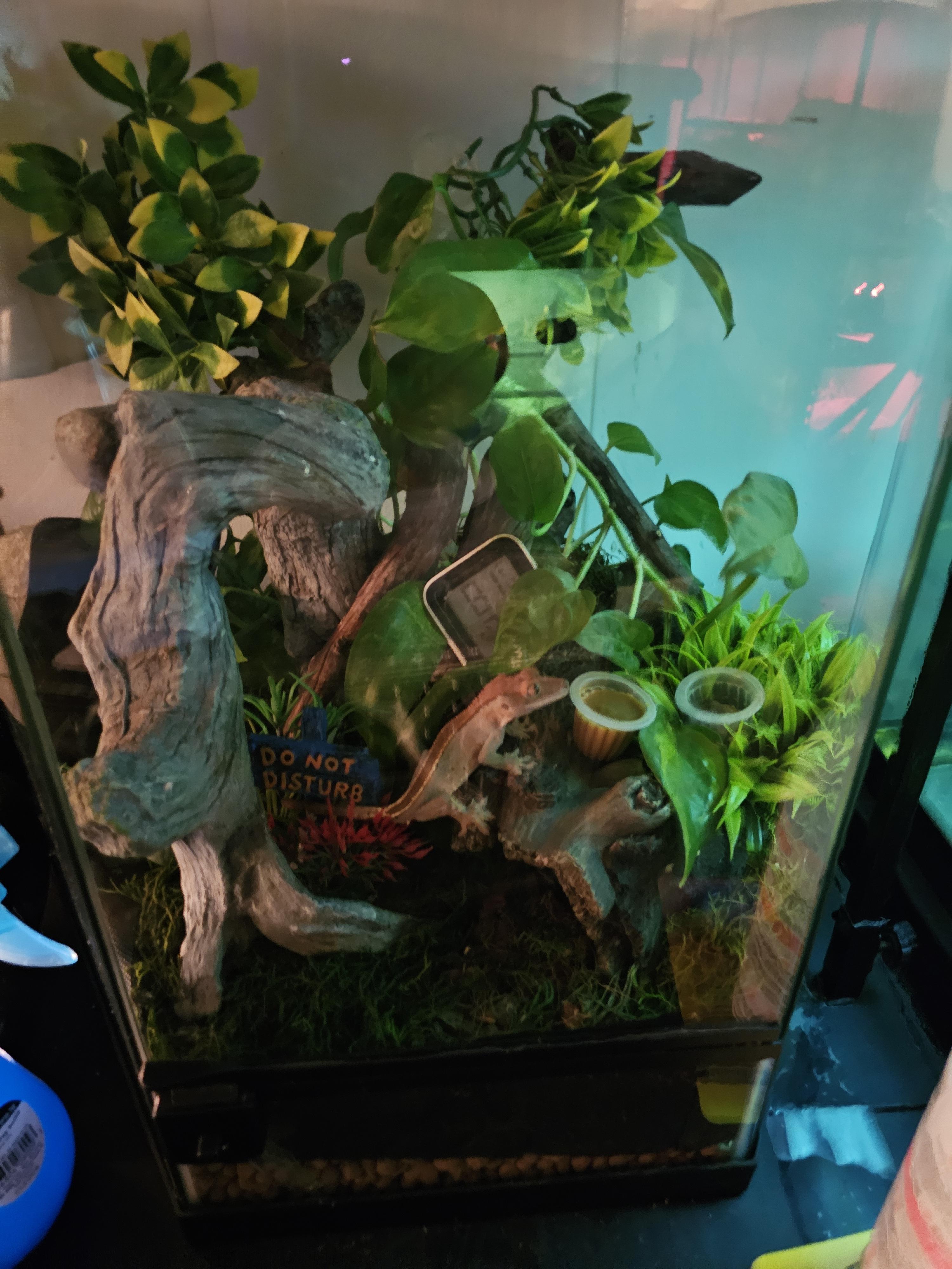 Enlarge Bebe, a ADOPTABLE Gecko in New Market, MN image 3/4