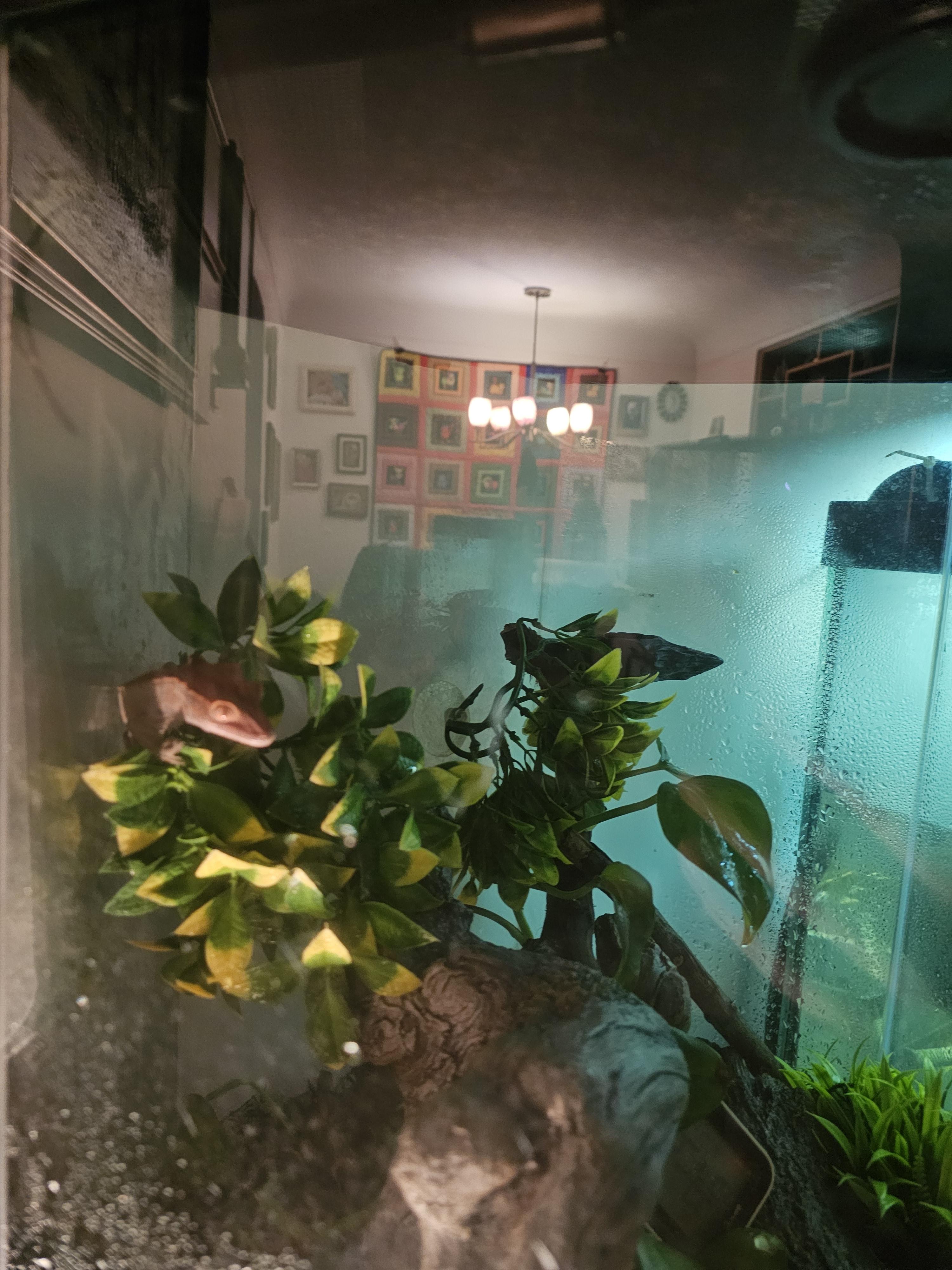 Enlarge Bebe, a ADOPTABLE Gecko in New Market, MN image 2/4