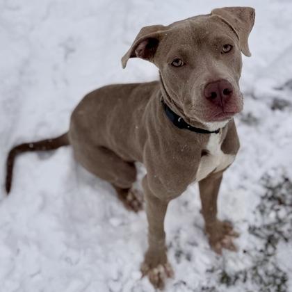 Axel, an adopted mixed breed in Dubuque, IA image 1/2