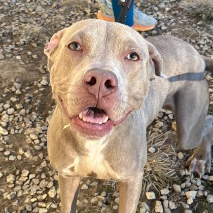 Axel, an adopted mixed breed in Dubuque, IA image 2/2