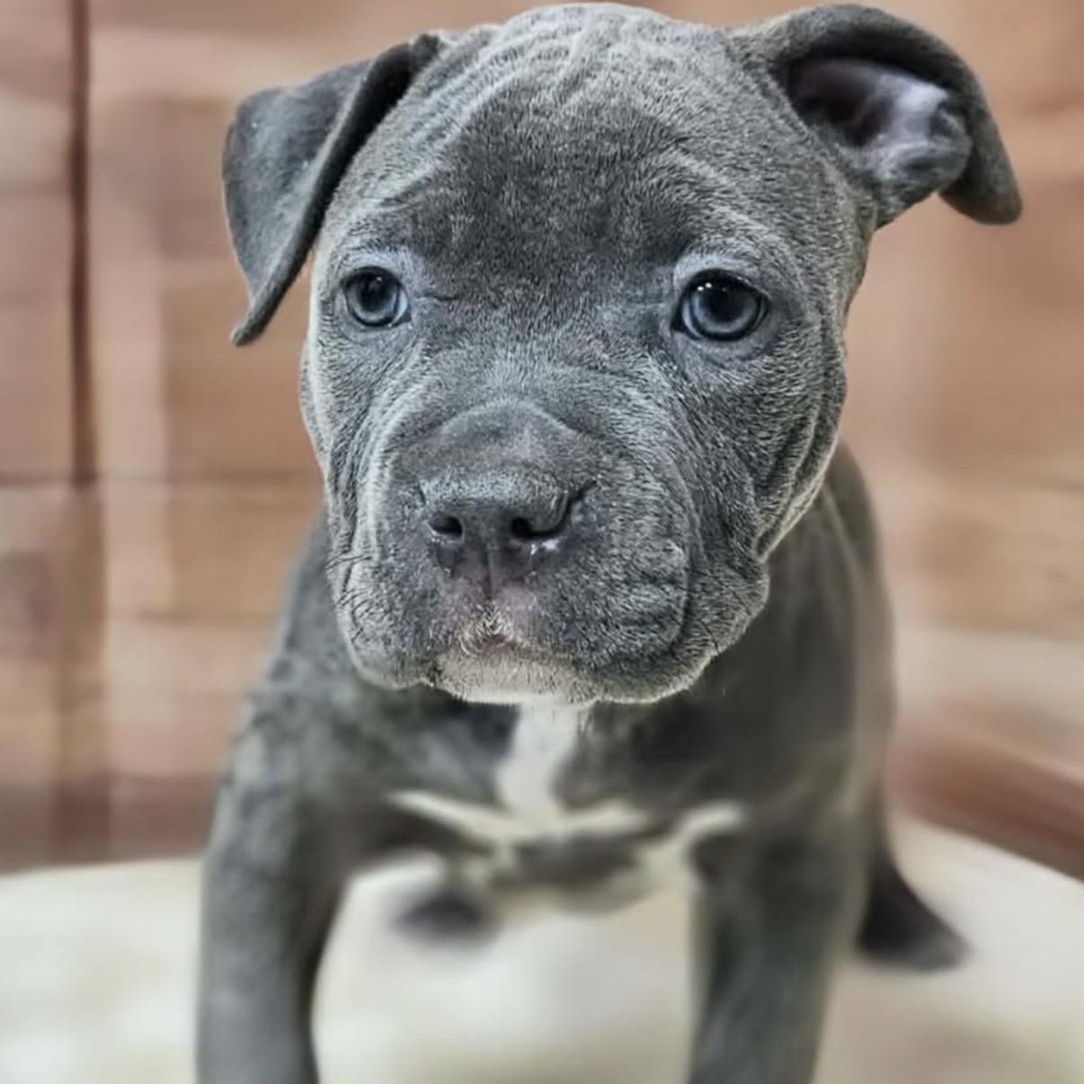 Bailey , Adoptable, Puppy Female Cane Corso & Pit Bull Terrier.