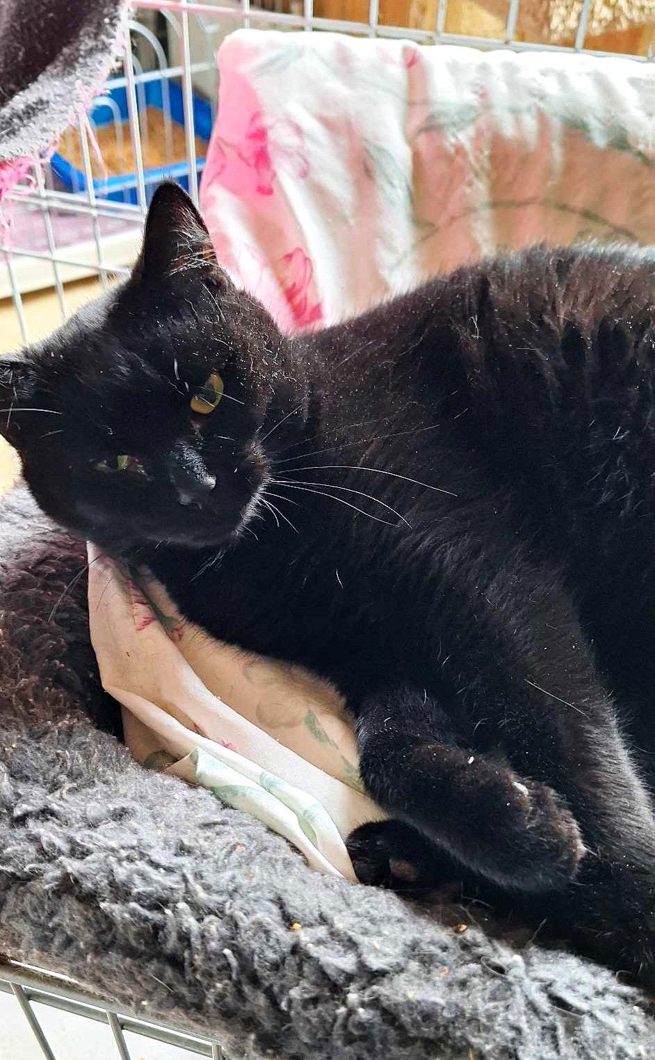 Licorice, a Adoptable Domestic Short Hair in Berkeley Springs, WV image 1/2