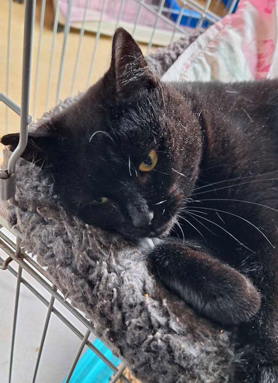 Licorice, a Adoptable Domestic Short Hair in Berkeley Springs, WV image 2/2