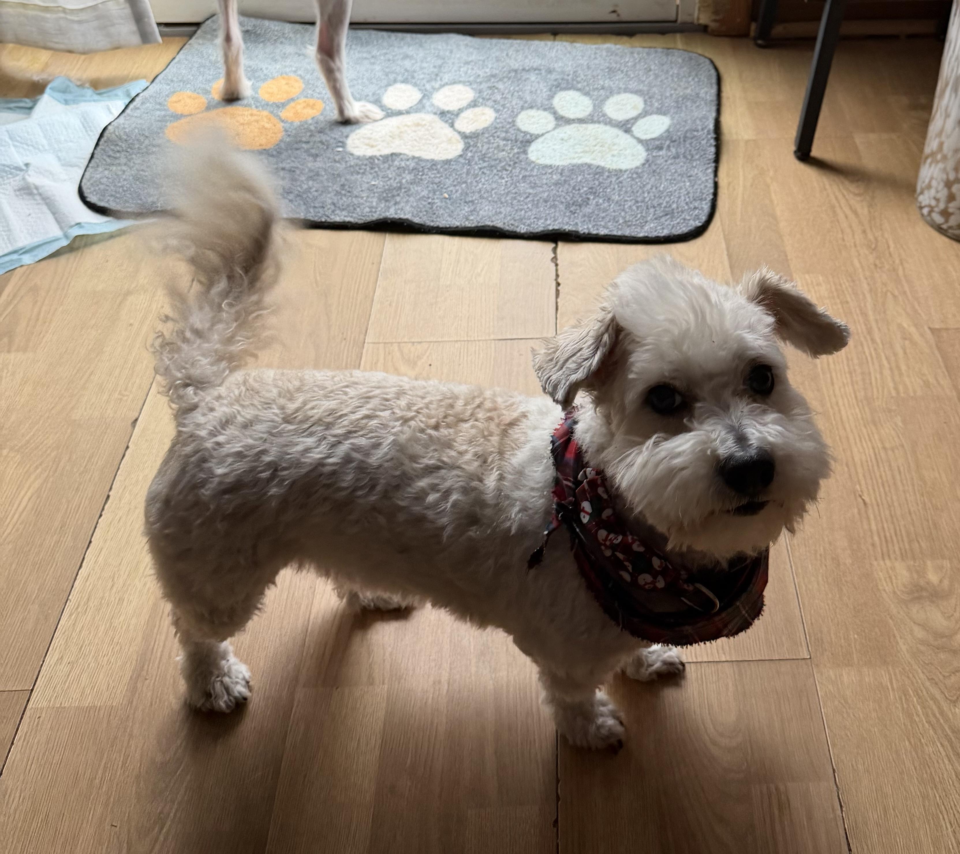 Enlarge Sammy, a Adoptable mixed breed in Toledo, OH image 2/4