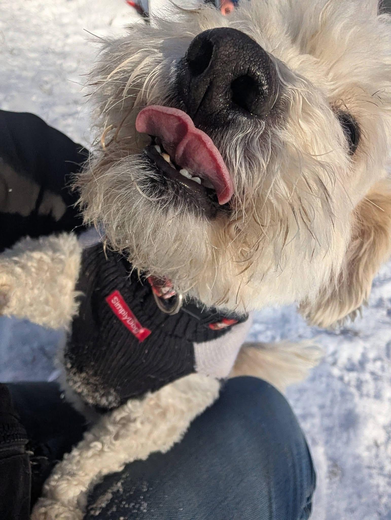 Enlarge Sammy, a Adoptable mixed breed in Toledo, OH image 4/4
