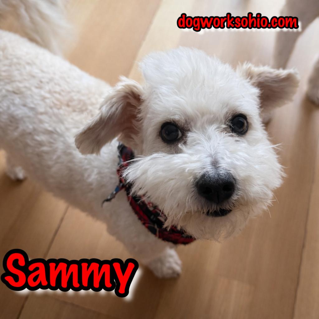 Sammy