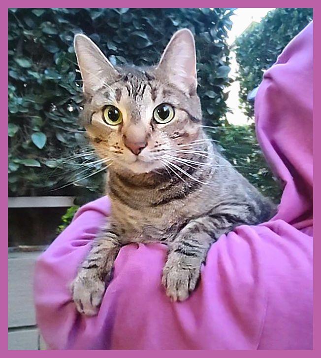 Enlarge Mimi, a Adoptable Tabby in Sherman Oaks, CA image 1/6