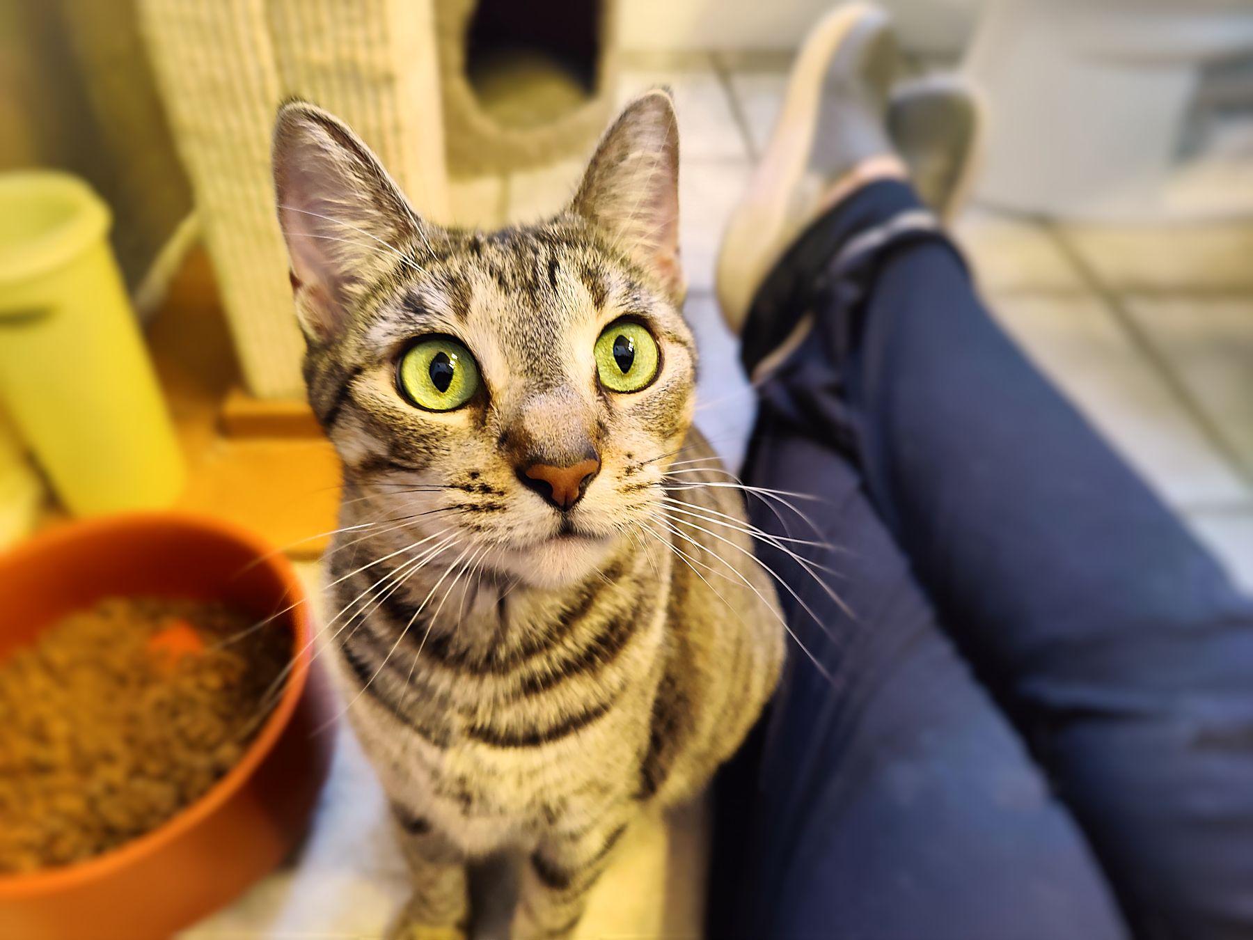 Enlarge Mimi, a Adoptable Tabby in Sherman Oaks, CA image 5/6
