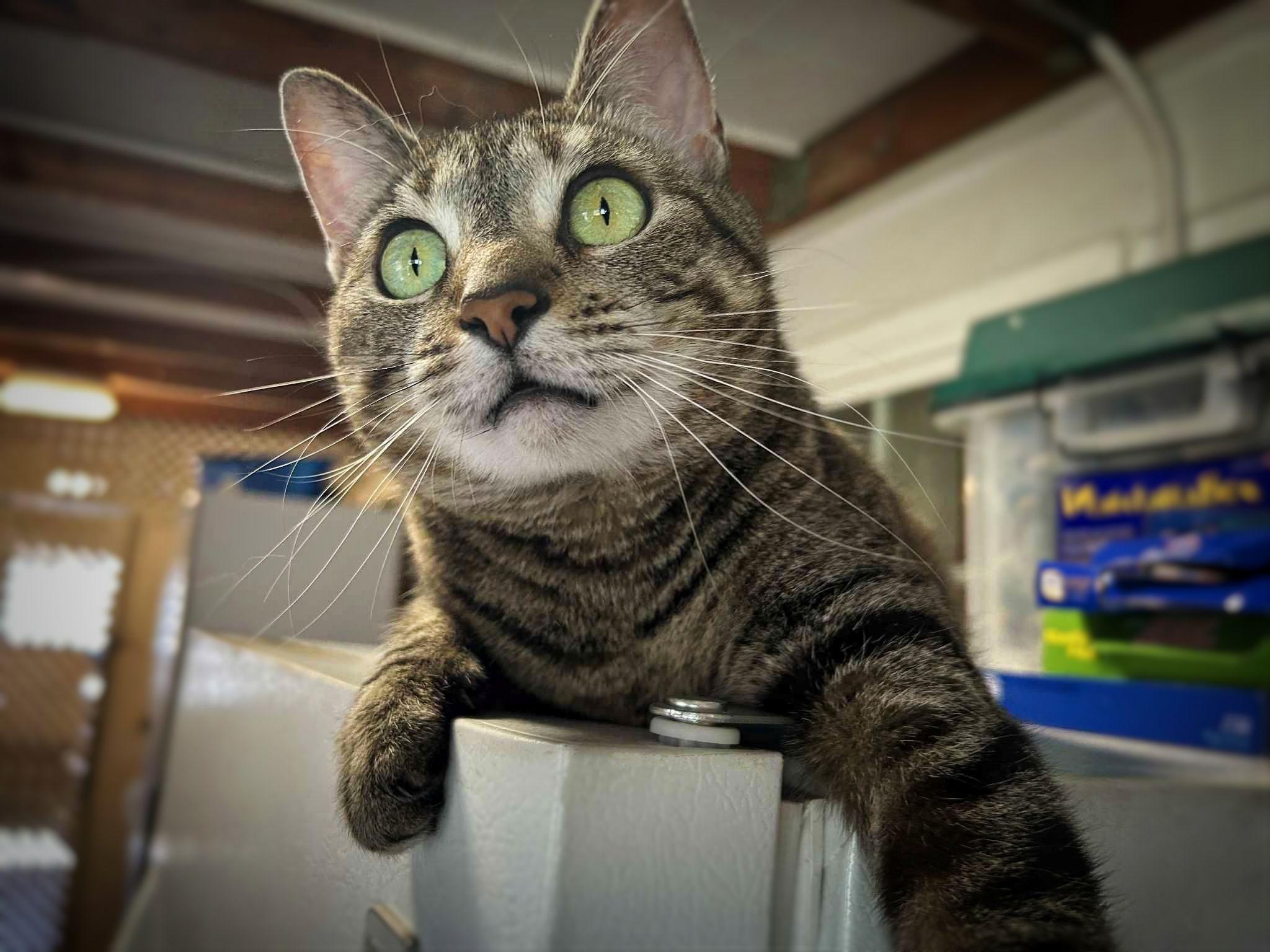 Enlarge Mimi, a Adoptable Tabby in Sherman Oaks, CA image 2/6