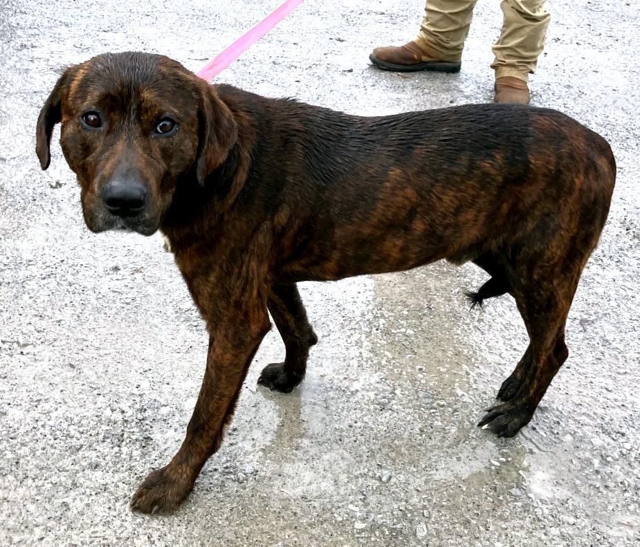Enlarge Brownie, a ADOPTABLE mixed breed in Sulphur, KY image 3/3