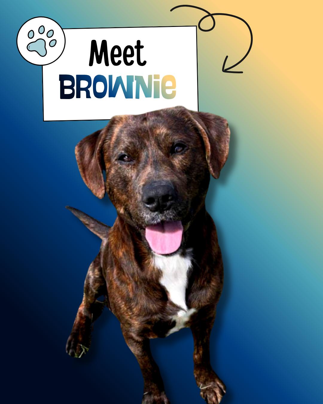Enlarge Brownie, a ADOPTABLE mixed breed in Sulphur, KY image 1/3