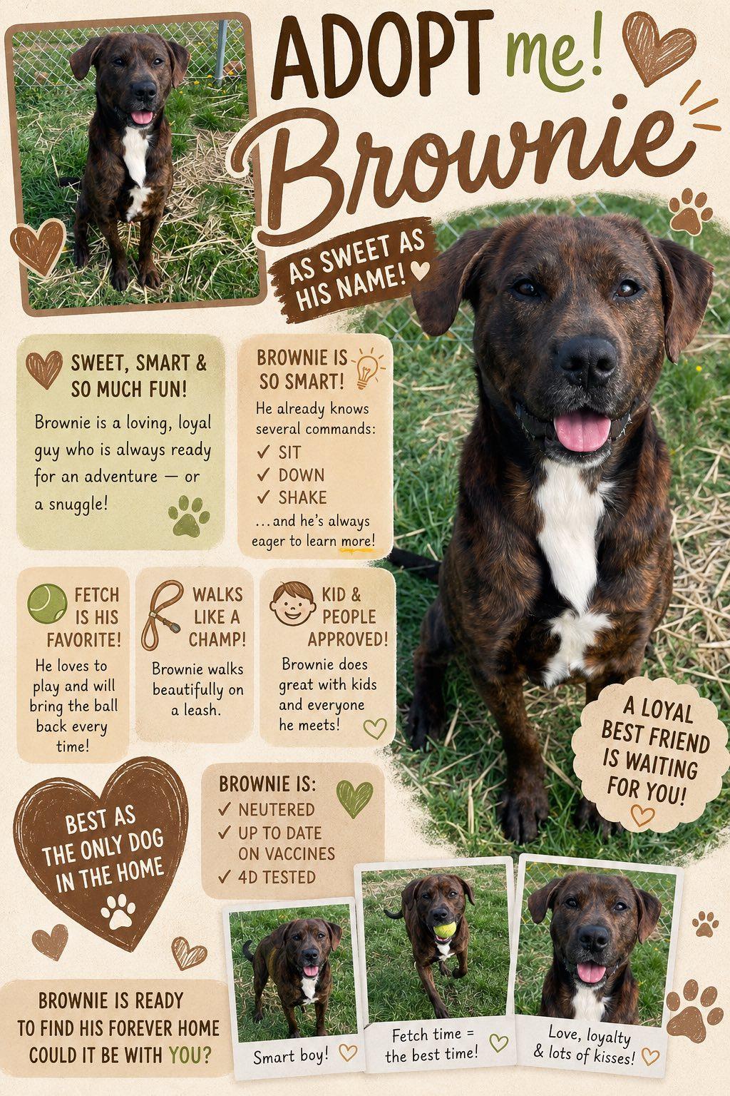 Enlarge Brownie, a ADOPTABLE mixed breed in Sulphur, KY image 4/4