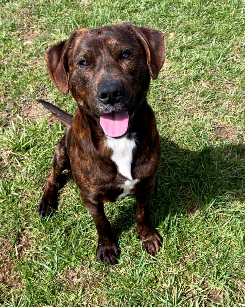 Enlarge Brownie, a ADOPTABLE mixed breed in Sulphur, KY image 2/3