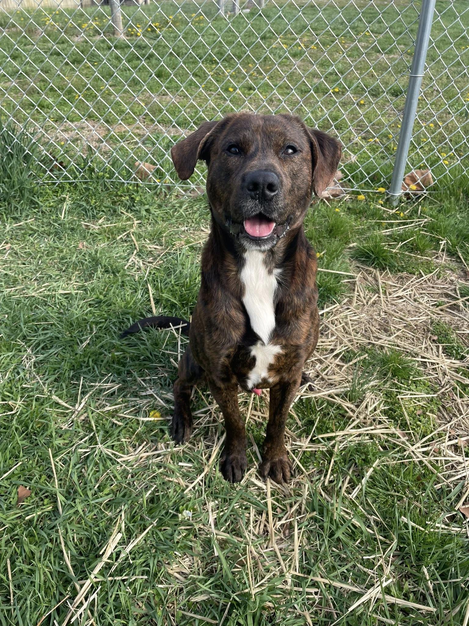 Enlarge Brownie, a ADOPTABLE mixed breed in Sulphur, KY image 2/4