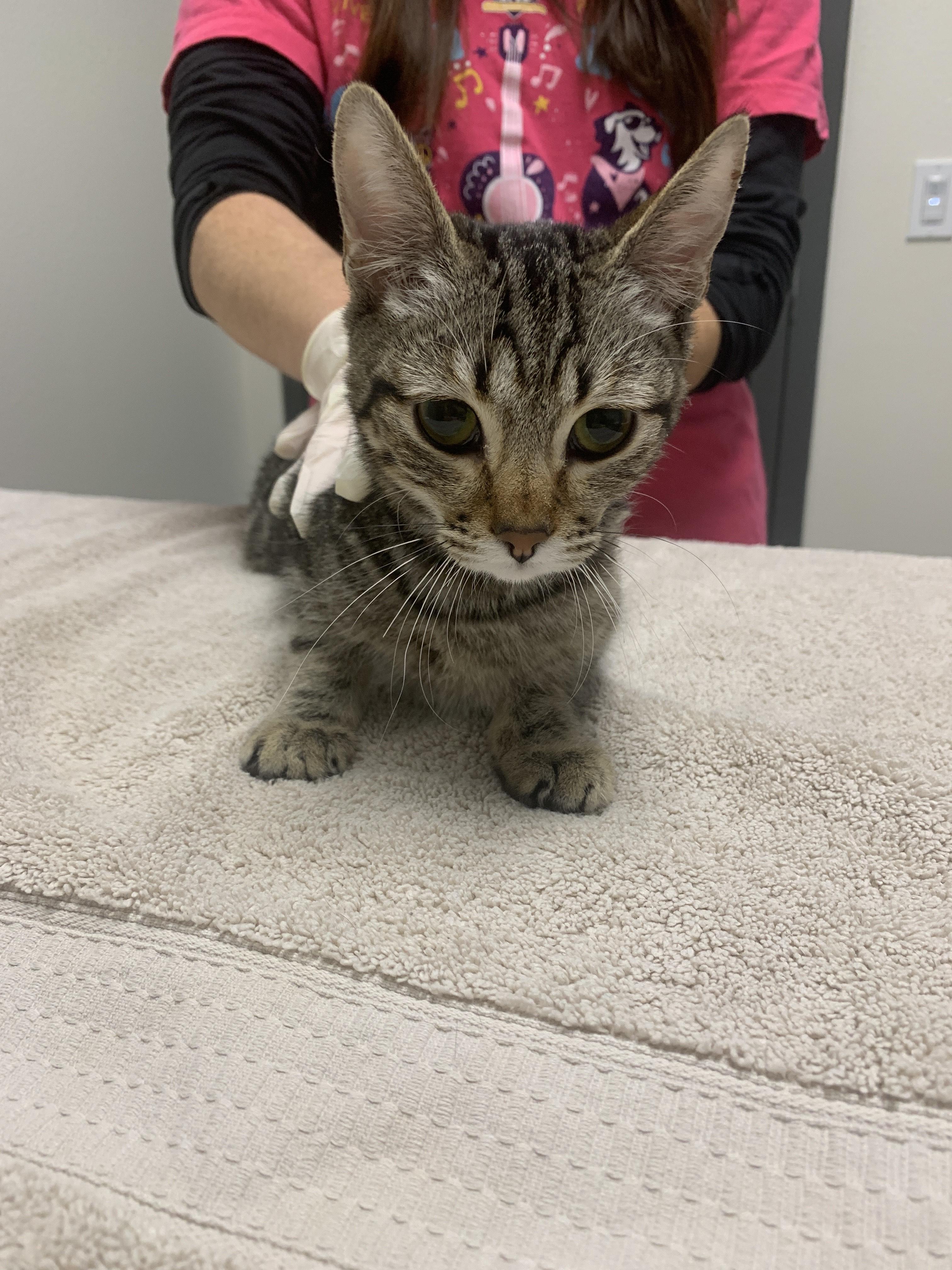 Celeste, Adopted, Young Female Domestic Short Hair.