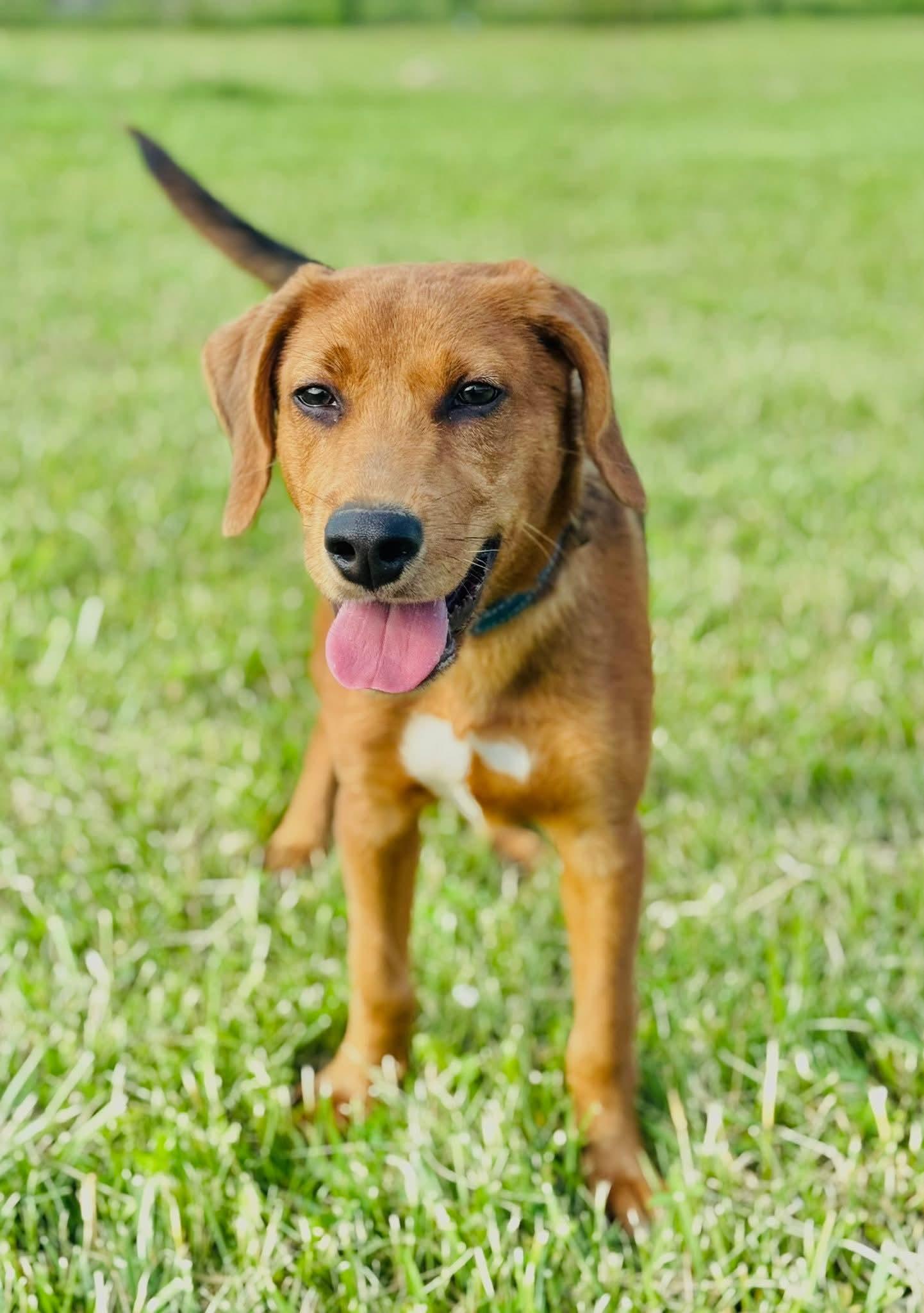 Rooster, an adoptable Labrador Retriever in Ashland, KY_image-1