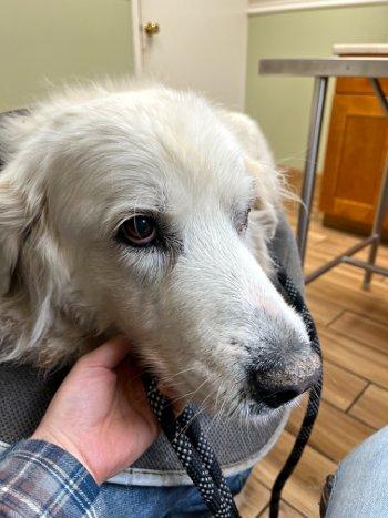 Chevy, a Adoptable Great Pyrenees in Bedford Hills, NY image 5/5