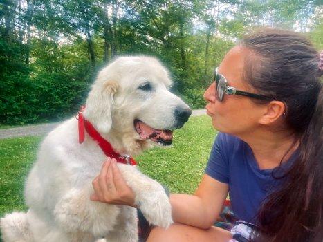 Chevy, a Adoptable Great Pyrenees in Bedford Hills, NY image 2/5