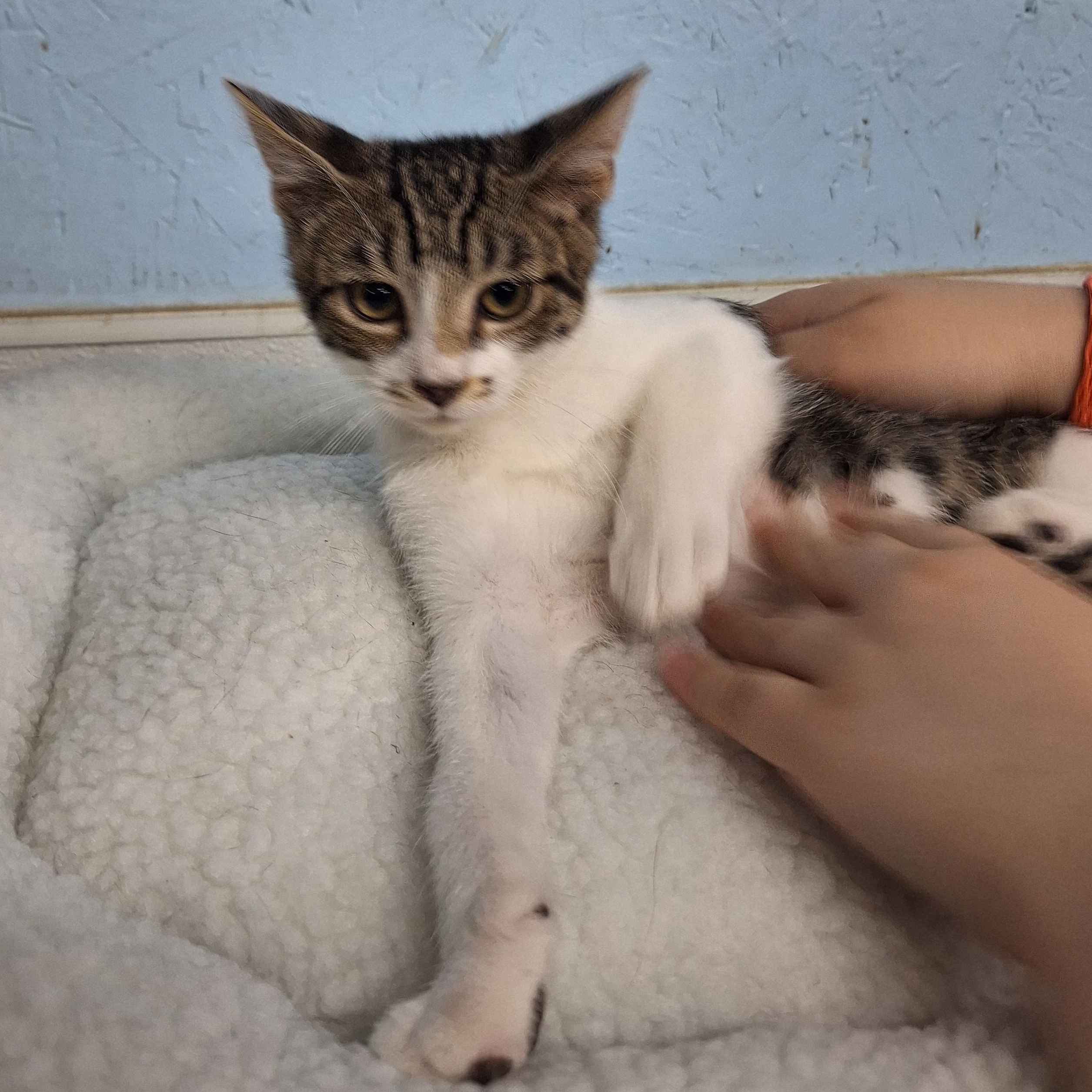 Enlarge Earl, a ADOPTABLE Domestic Short Hair in Clarinda, IA image 2/4