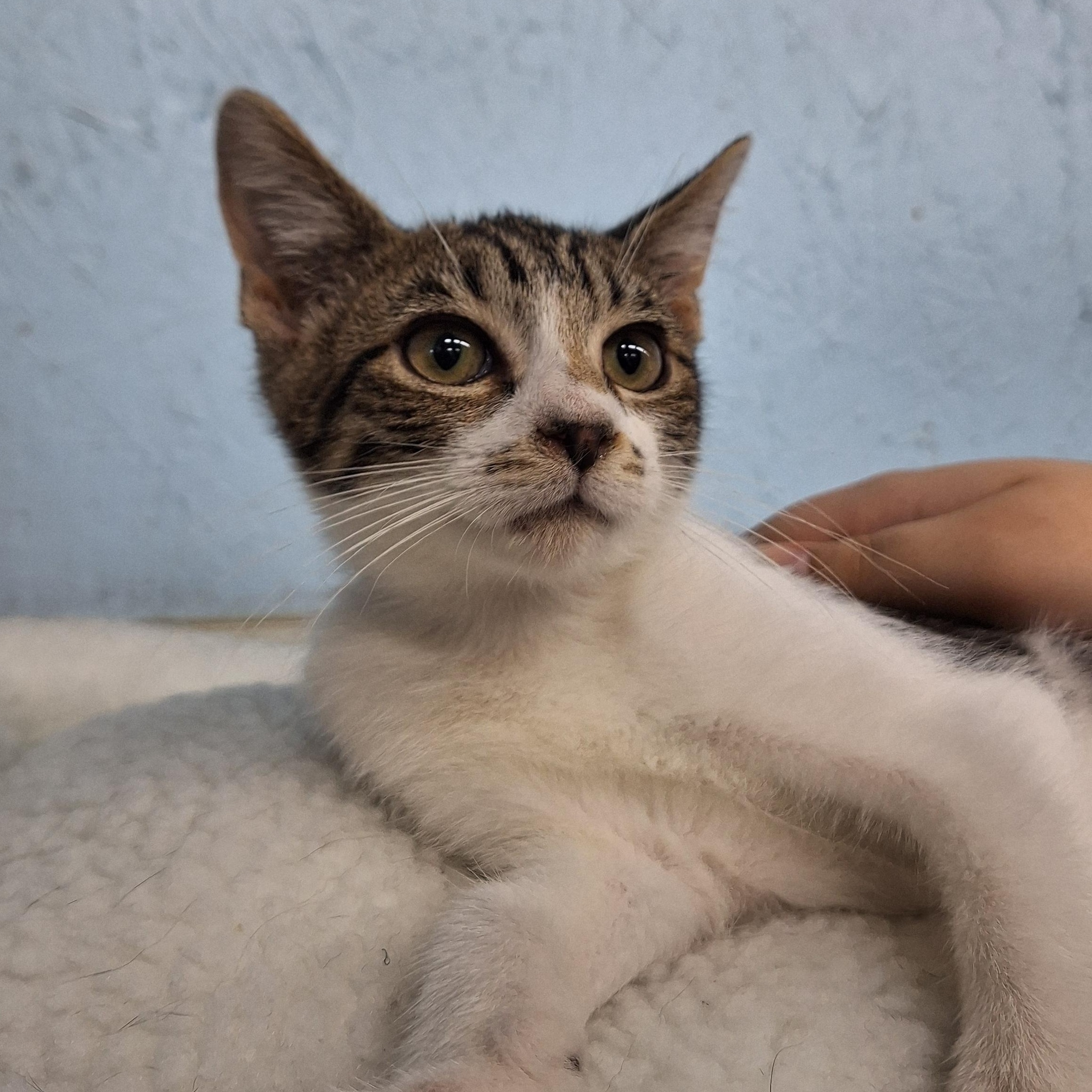 Enlarge Earl, a ADOPTABLE Domestic Short Hair in Clarinda, IA image 3/4