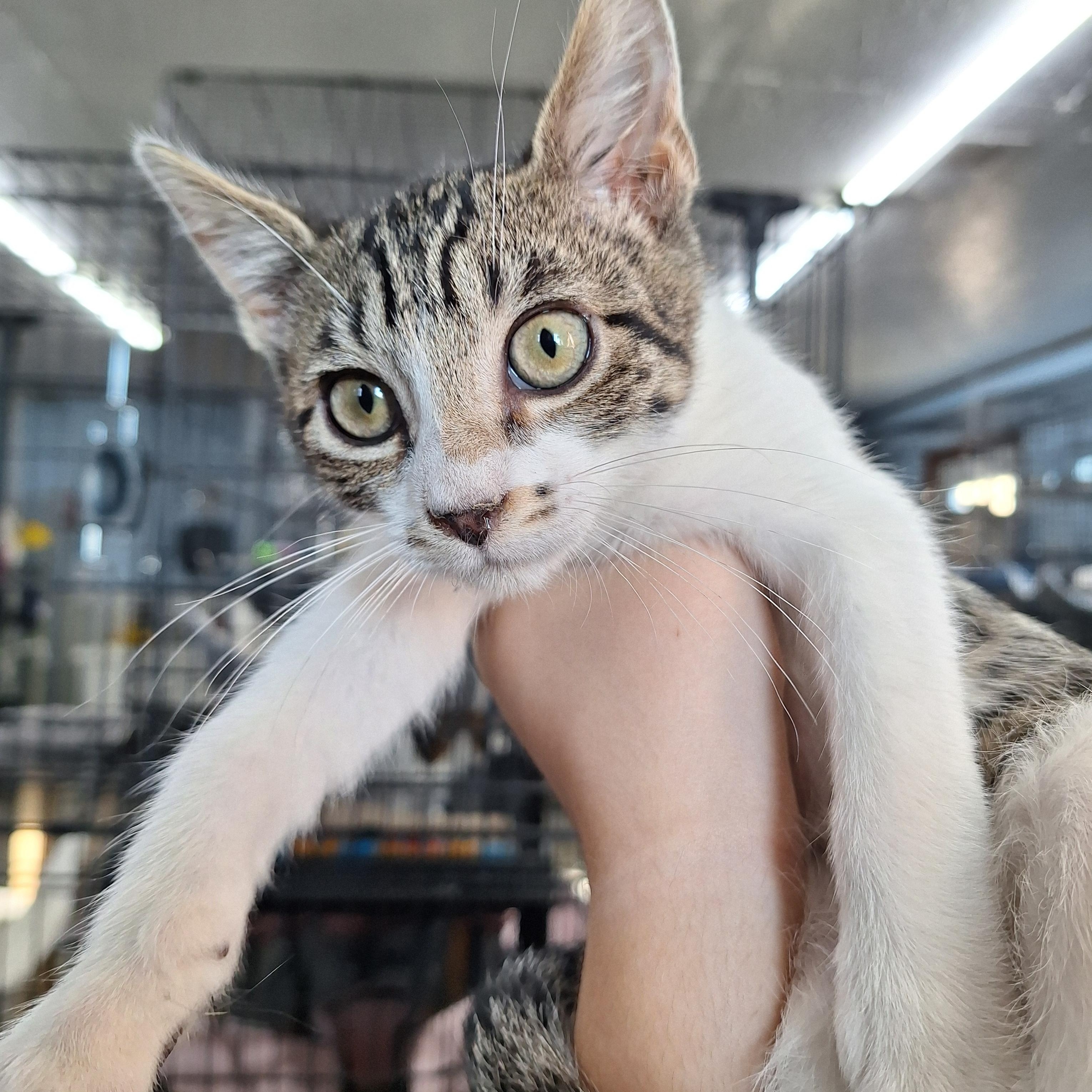 Earl, ADOPTABLE, Kitten Male Domestic Short Hair.