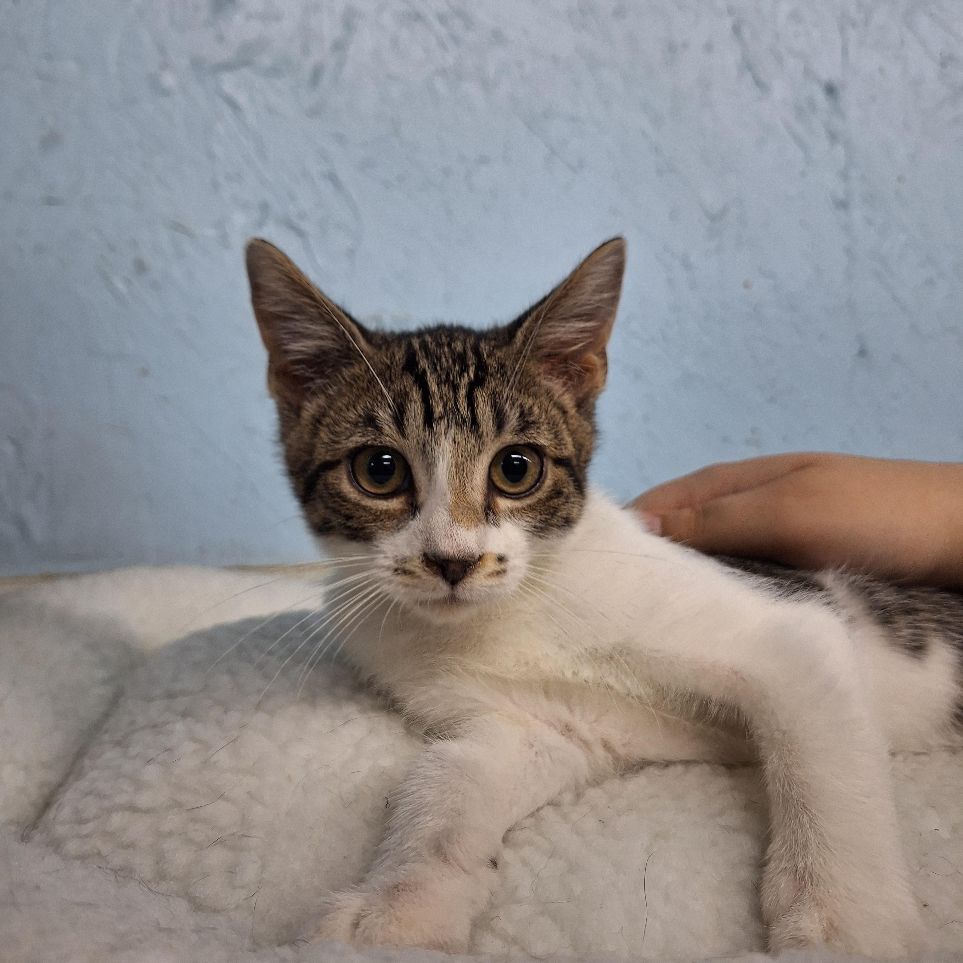 Enlarge Earl, a ADOPTABLE Domestic Short Hair in Clarinda, IA image 4/4