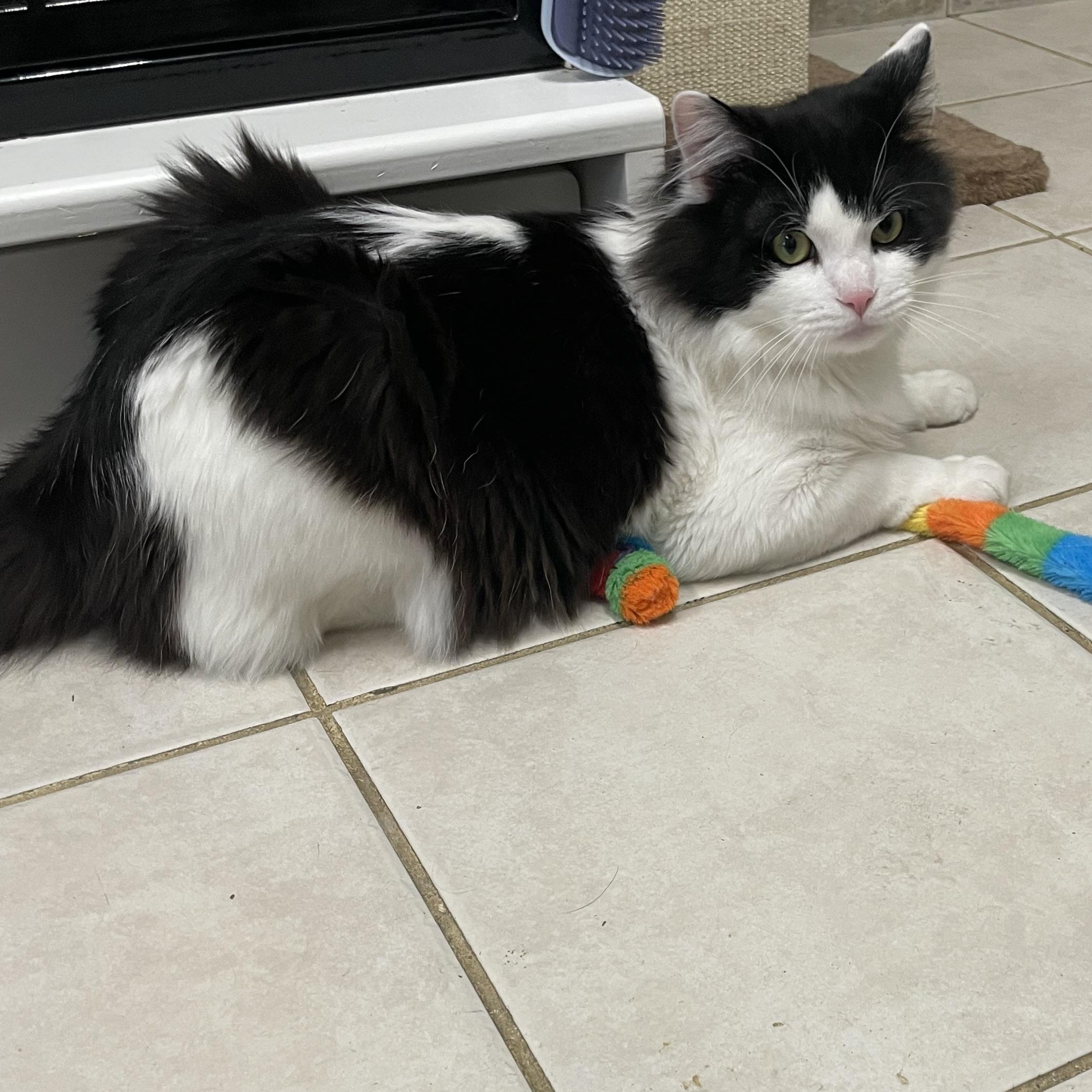 Enlarge IZZY, a ADOPTABLE Domestic Medium Hair in Gardner, MA image 2/2