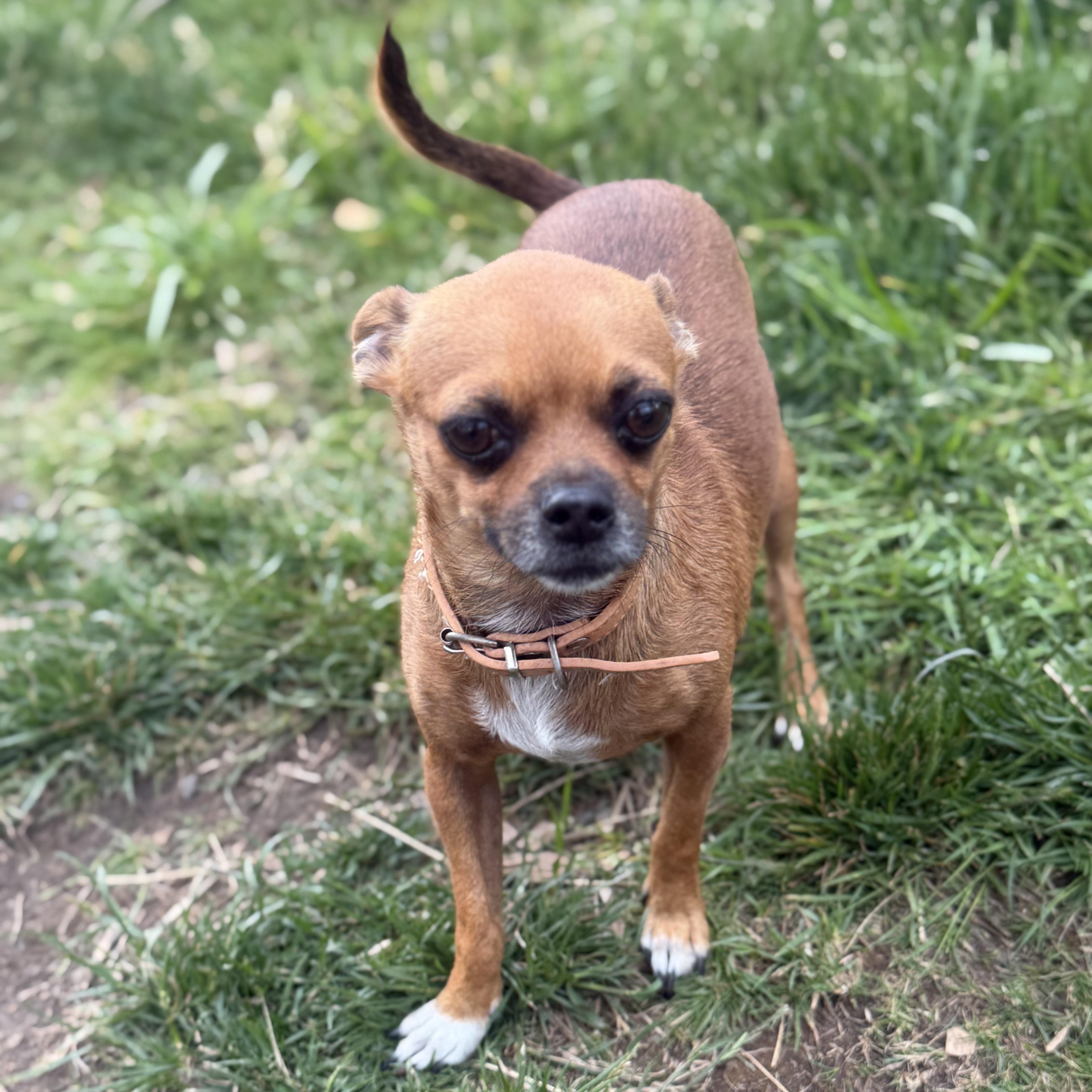 Enlarge Mr. Velcro Brownie, an adopted mixed breed in Ridgefield, WA image 3/6