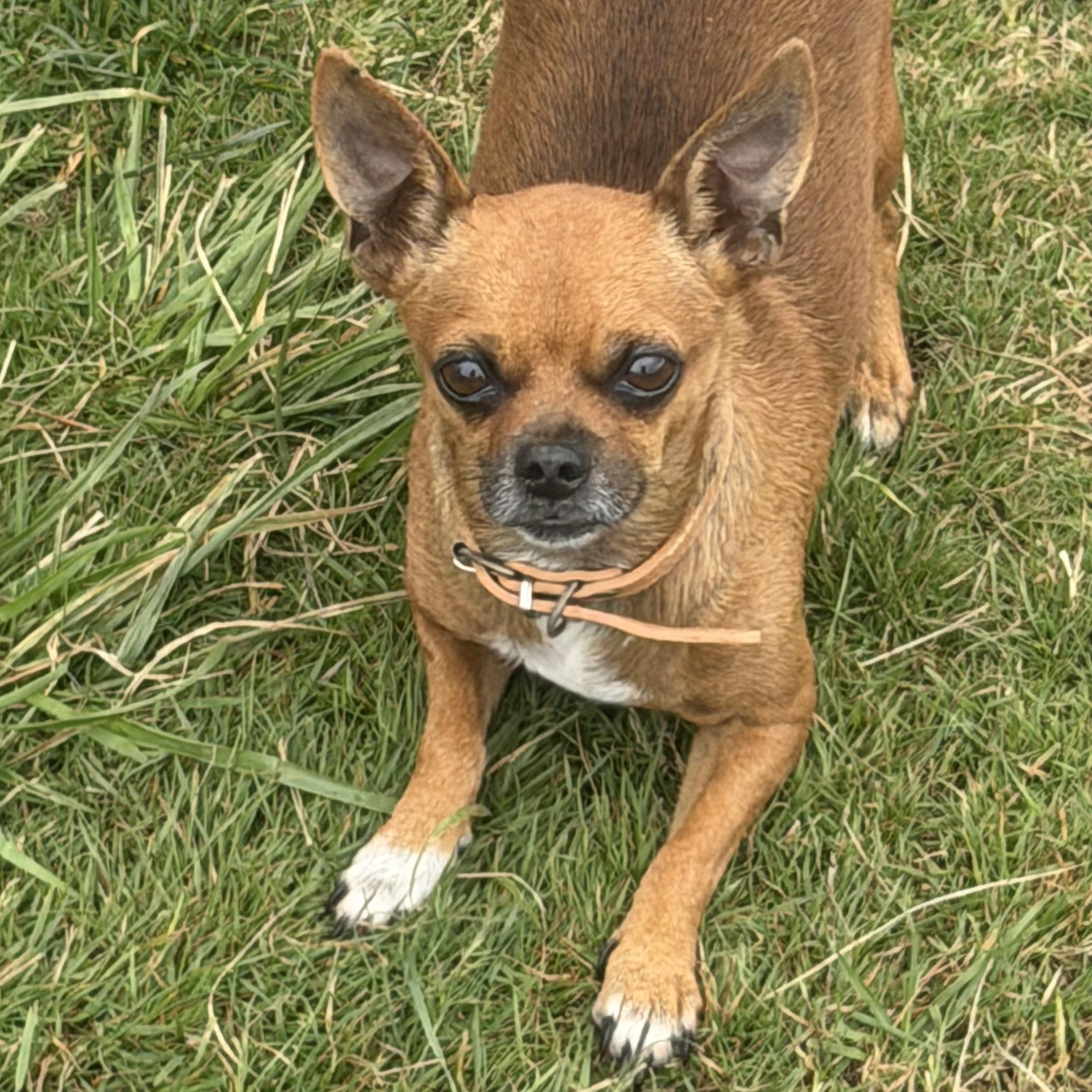 Enlarge Mr. Velcro Brownie, an adopted mixed breed in Ridgefield, WA image 6/6
