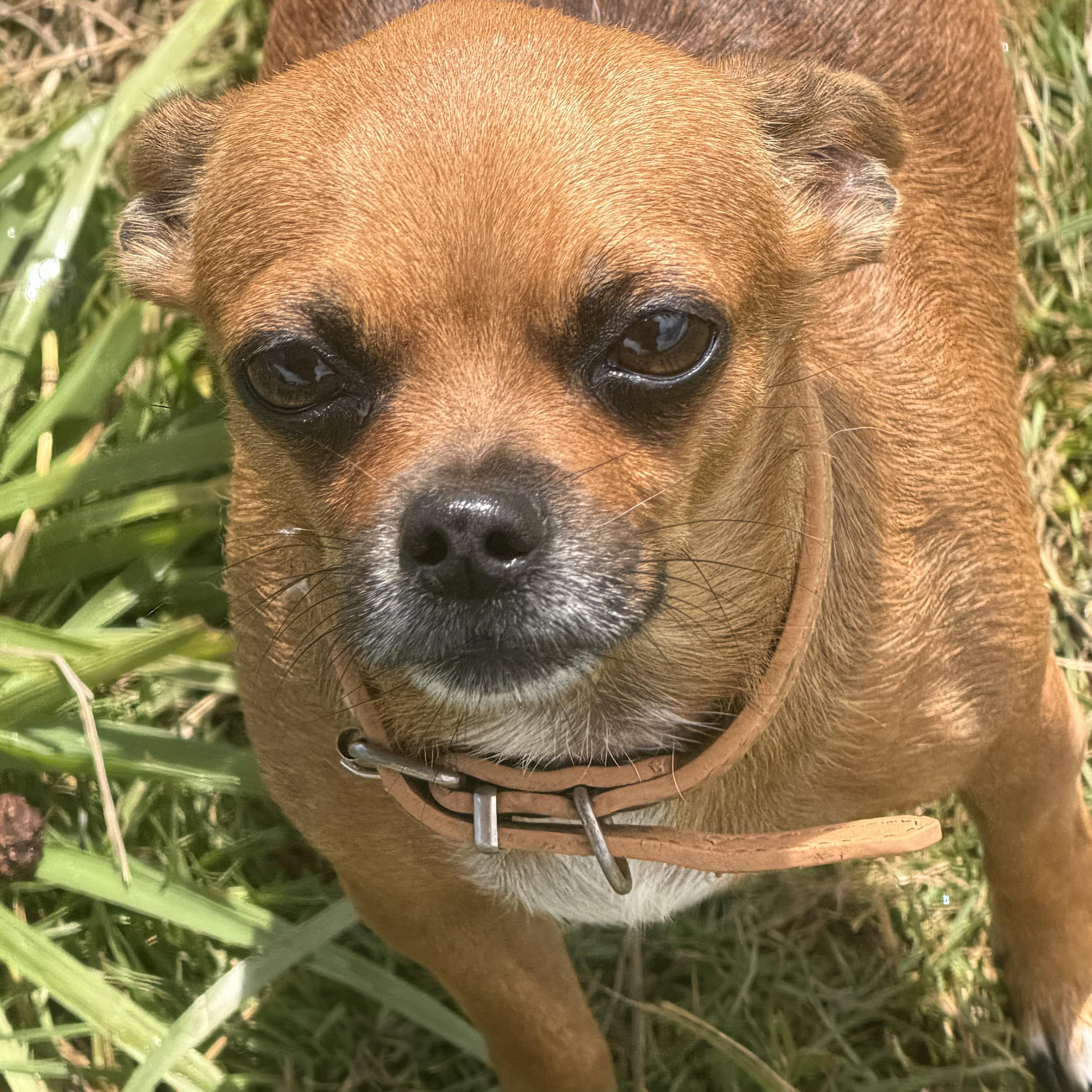 Mr. Velcro Brownie, adopted, Young Male Chihuahua.
