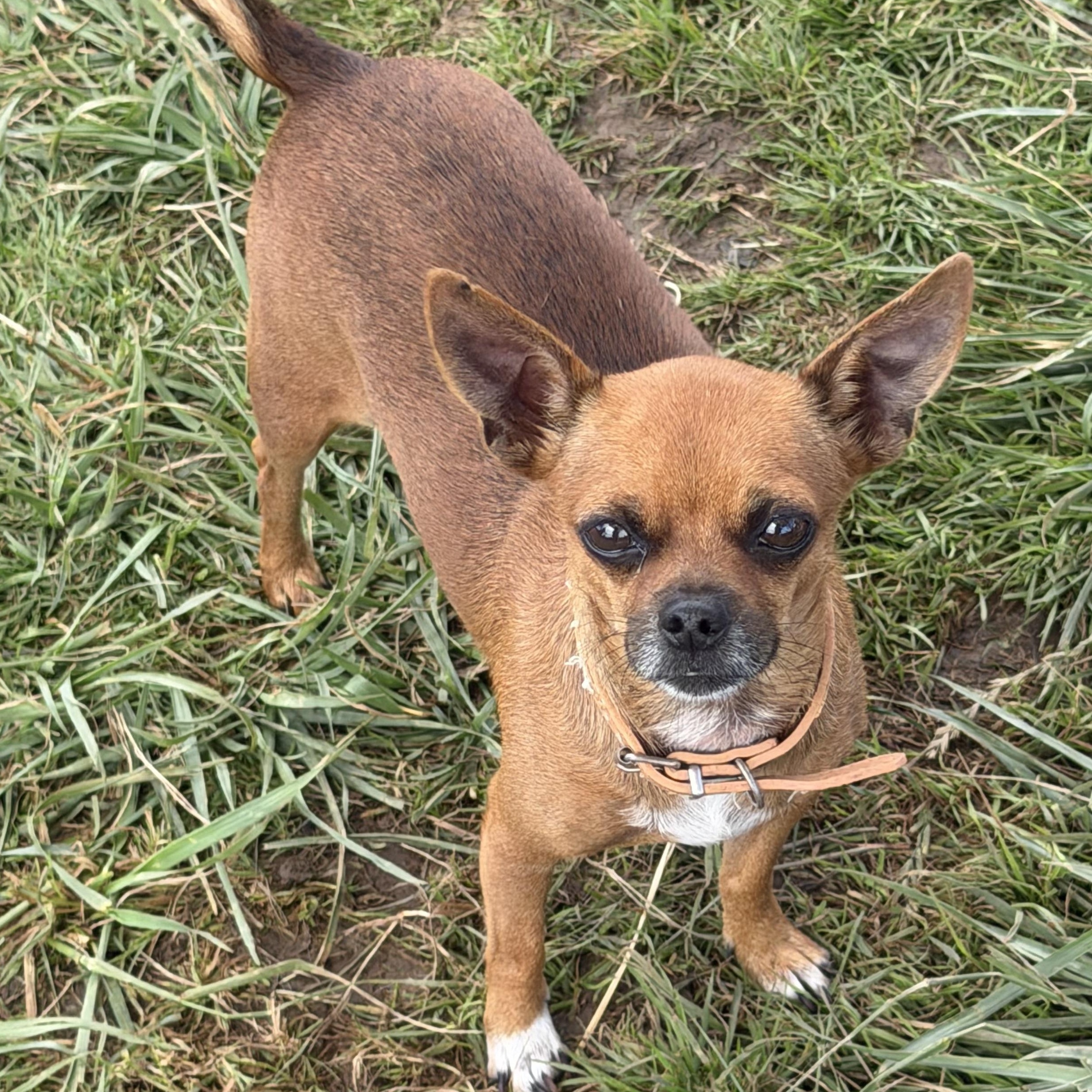 Enlarge Mr. Velcro Brownie, an adopted mixed breed in Ridgefield, WA image 2/6