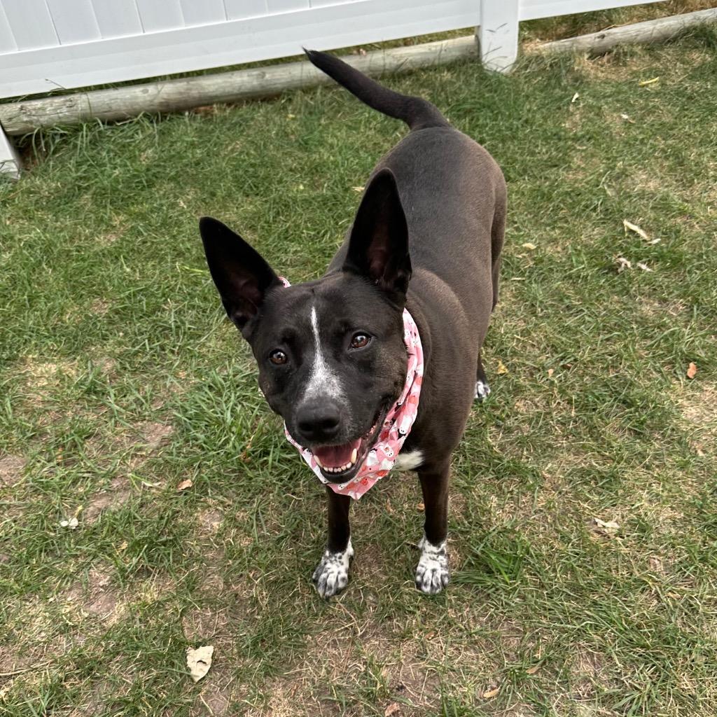 Sheba, Adoptable, Adult Female Australian Cattle Dog / Blue Heeler & American Staffordshire Terrier.