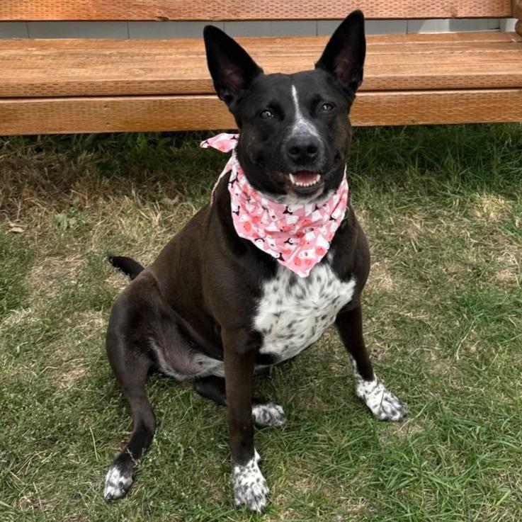 Enlarge Sheba, a Adoptable mixed breed in Logan, UT image 3/3