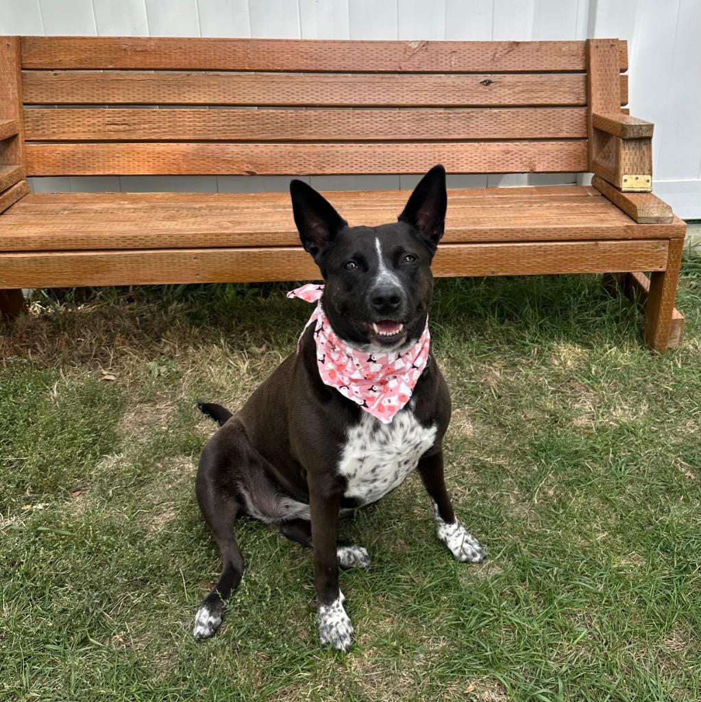 Enlarge Sheba, a Adoptable mixed breed in Logan, UT image 3/3