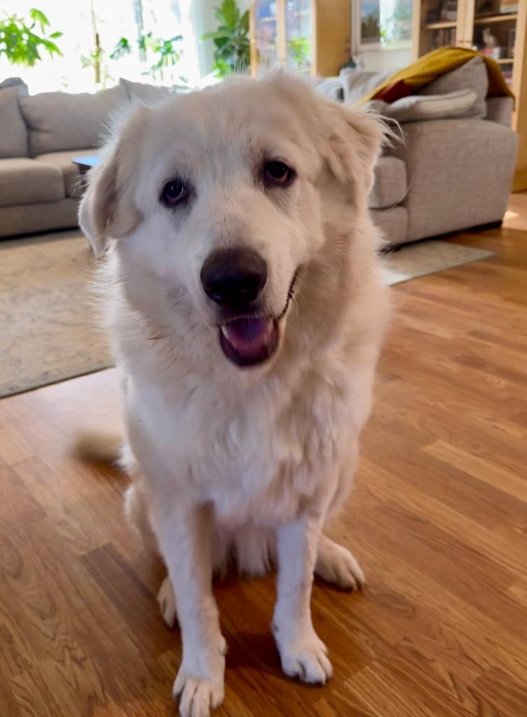 Cornelius, Adoptable, Young Male Great Pyrenees & Mixed Breed.