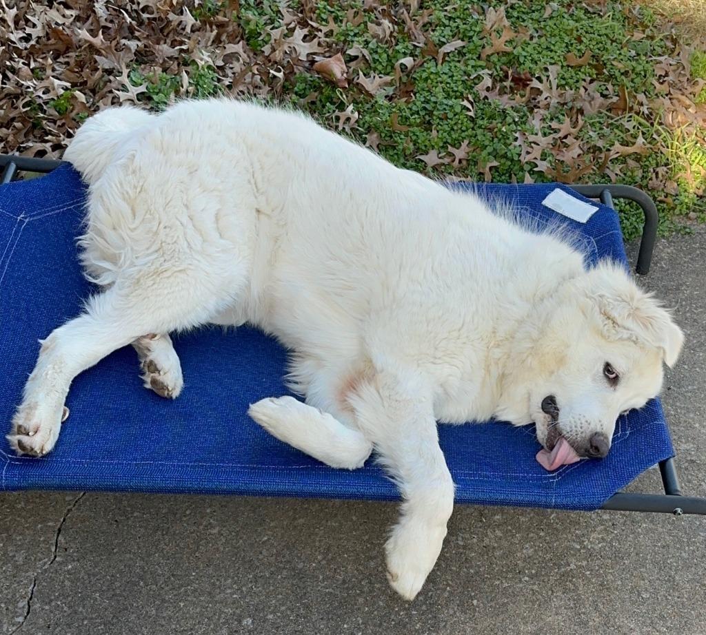 Enlarge Cornelius, a Adoptable mixed breed in Fayetteville, AR image 2/6