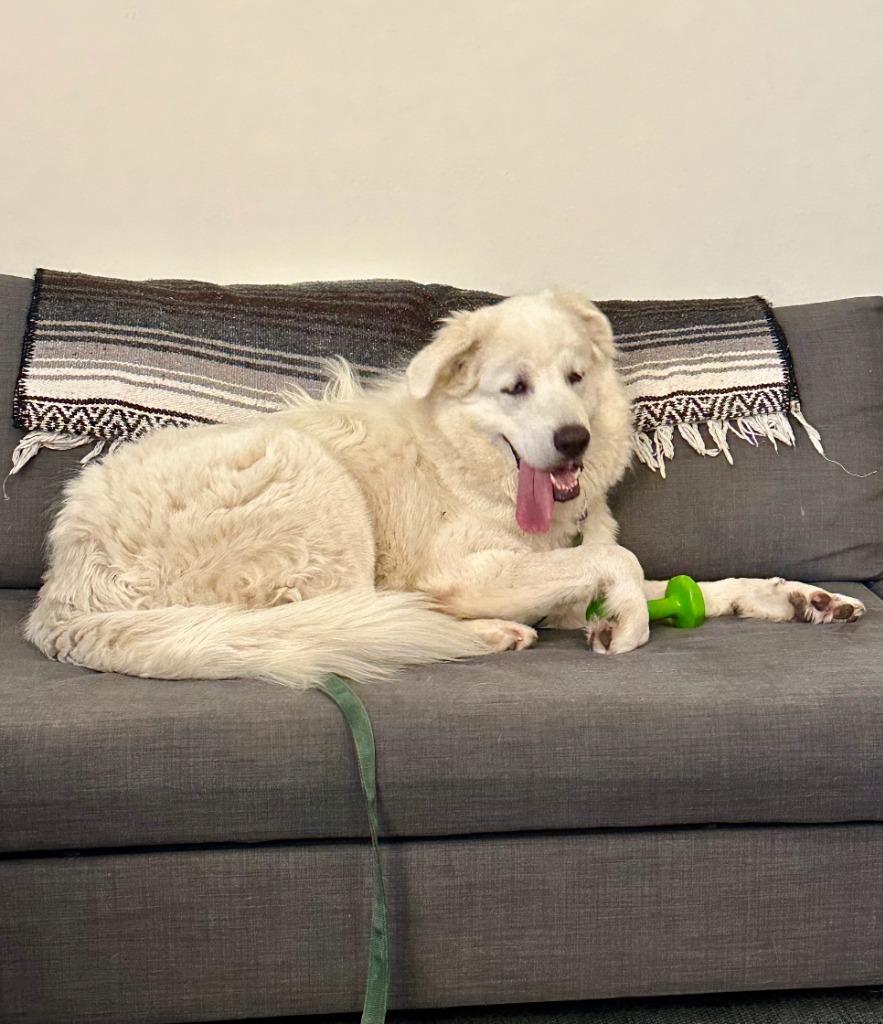 Enlarge Cornelius, a Adoptable mixed breed in Fayetteville, AR image 3/6