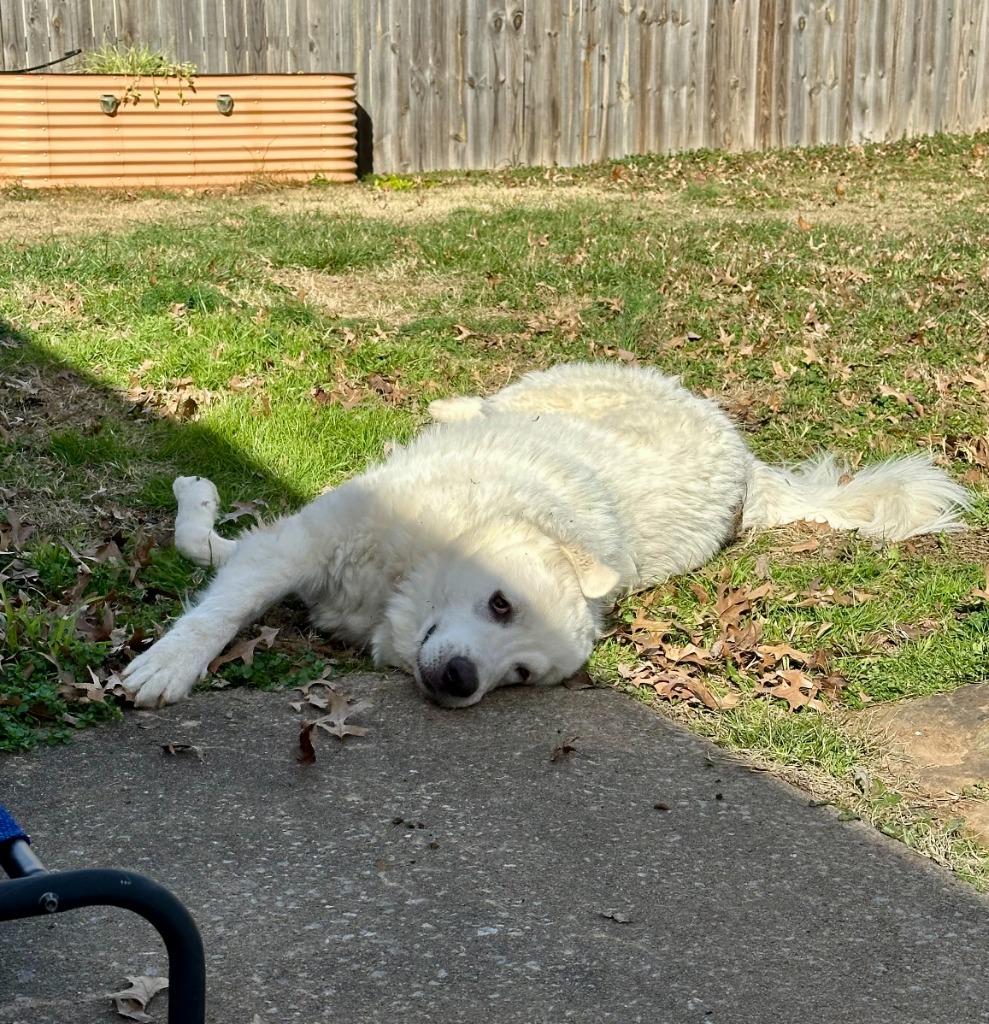 Enlarge Cornelius, a Adoptable mixed breed in Fayetteville, AR image 4/6