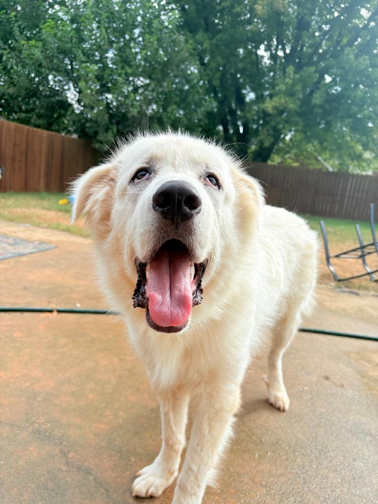 Enlarge Cornelius, a Adoptable mixed breed in Fayetteville, AR image 5/6