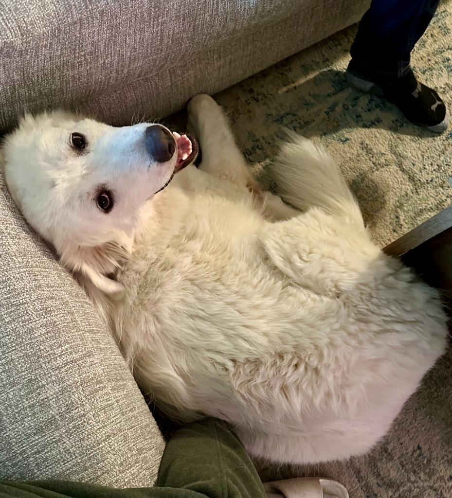 Enlarge Cornelius, a Adoptable mixed breed in Fayetteville, AR image 6/6