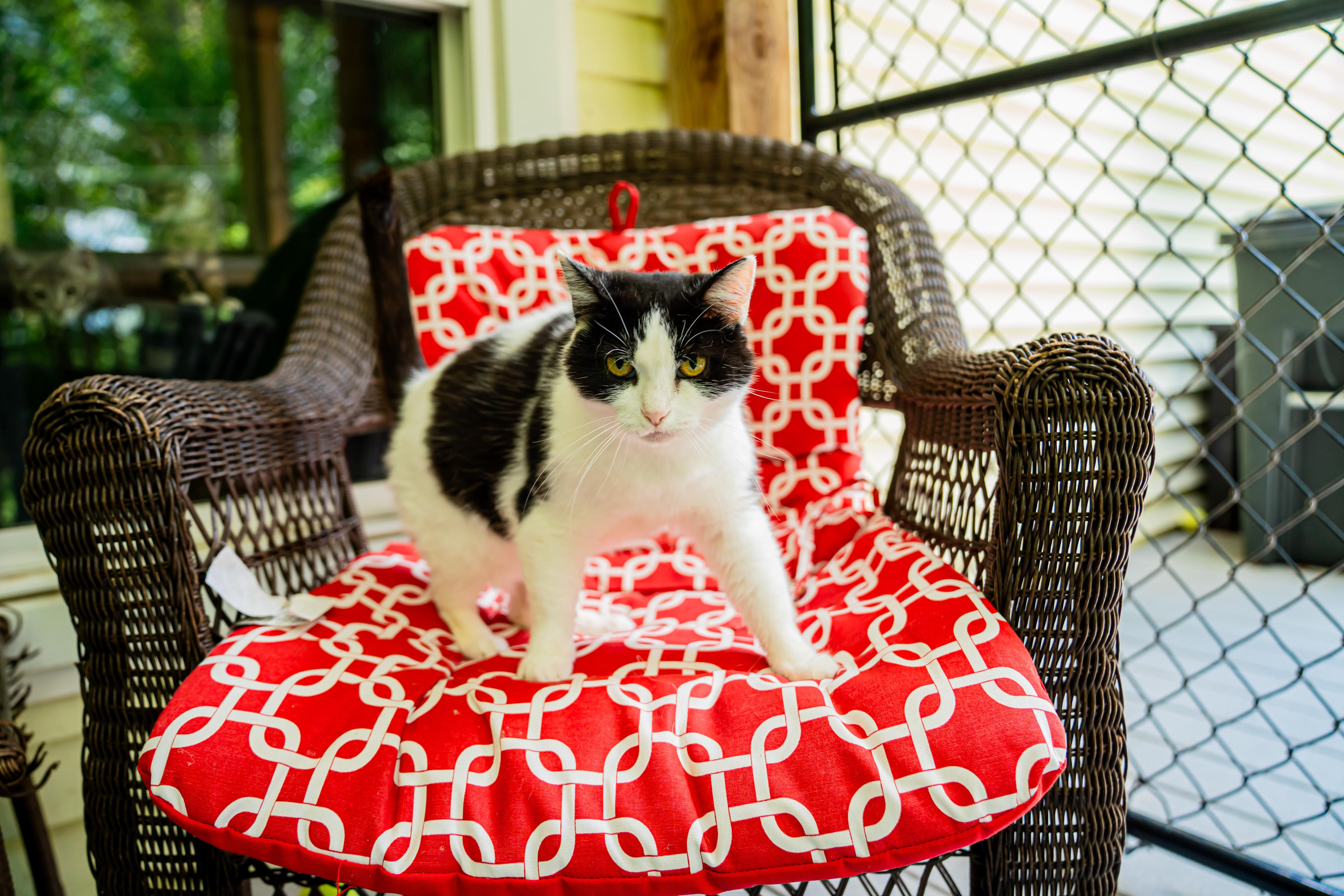 Lady Bug, a ADOPTABLE Domestic Short Hair in Dellslow, WV image 6/6